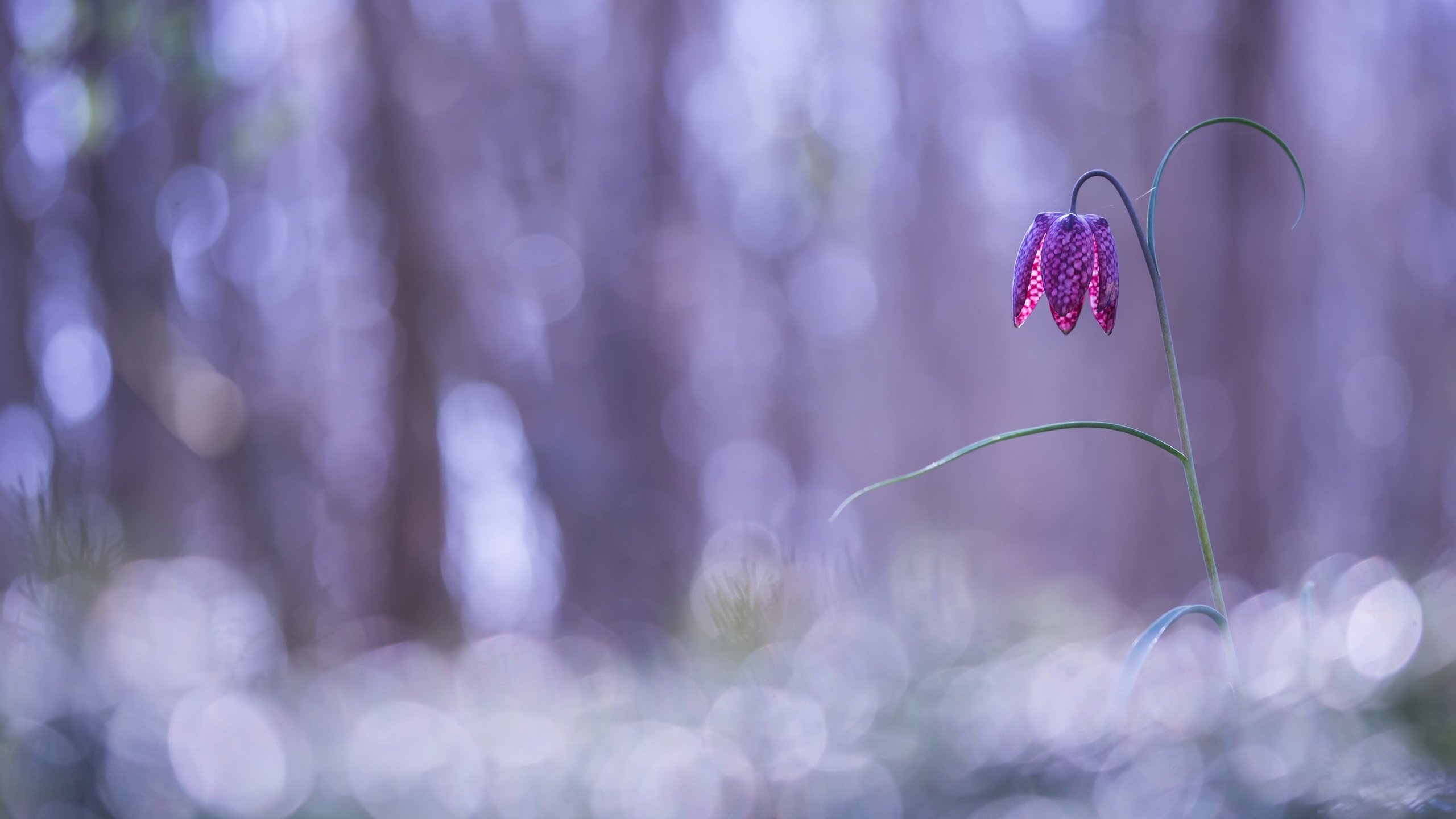 Обои природа, фон, цветок, рябчик шахматный, nature, background, flower, grouse chess разрешение 2560x1623 Загрузить