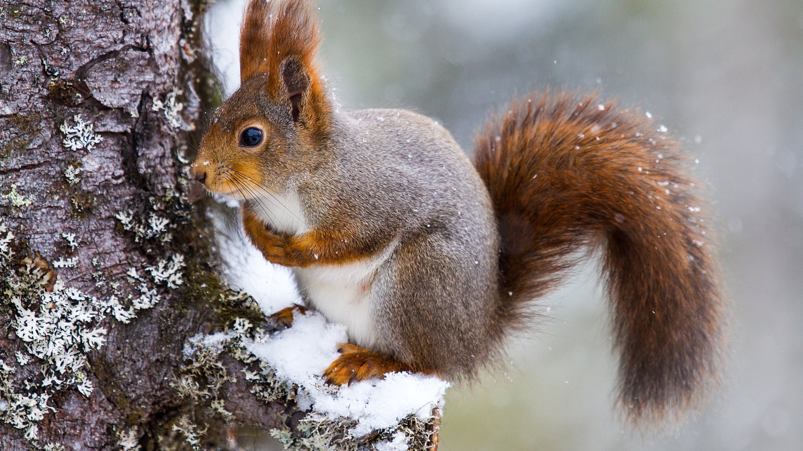 Обои снег, дерево, белка, хвост, белочка, грызун, snow, tree, protein, tail, squirrel, rodent разрешение 5184x3456 Загрузить