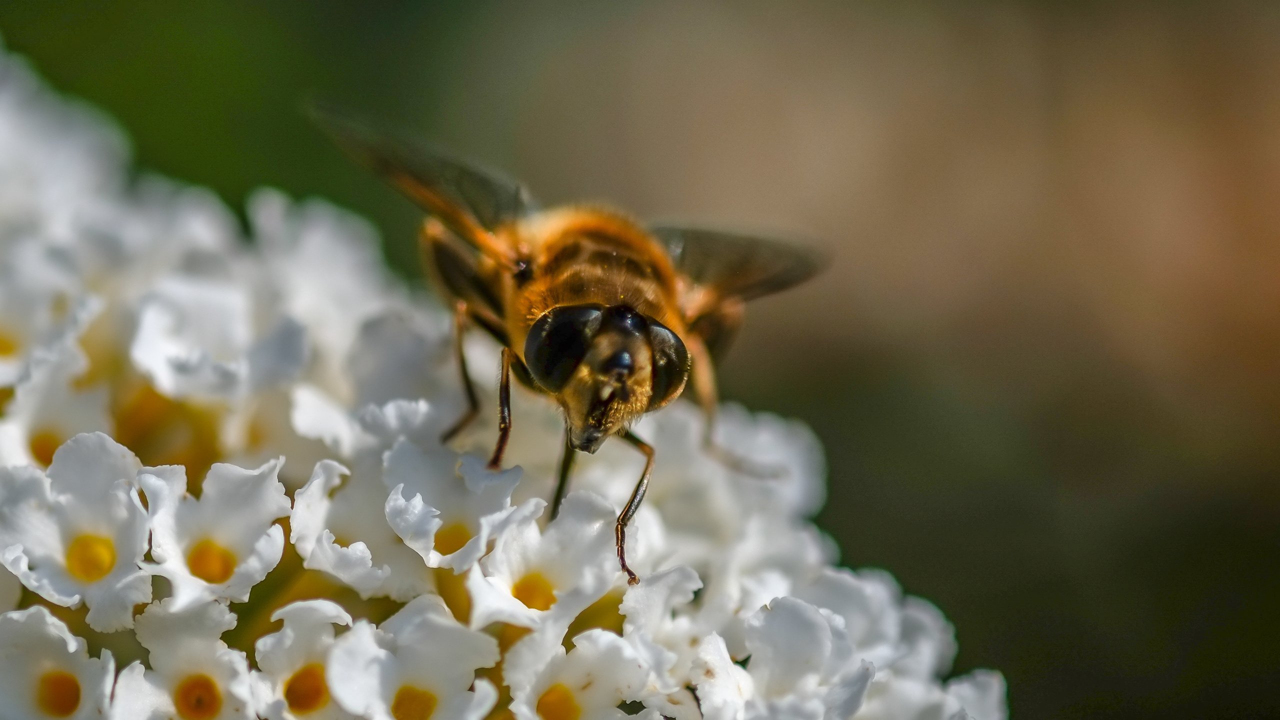 Обои цветы, насекомое, муха, журчалка, flowers, insect, fly, gorzalka разрешение 3575x2740 Загрузить