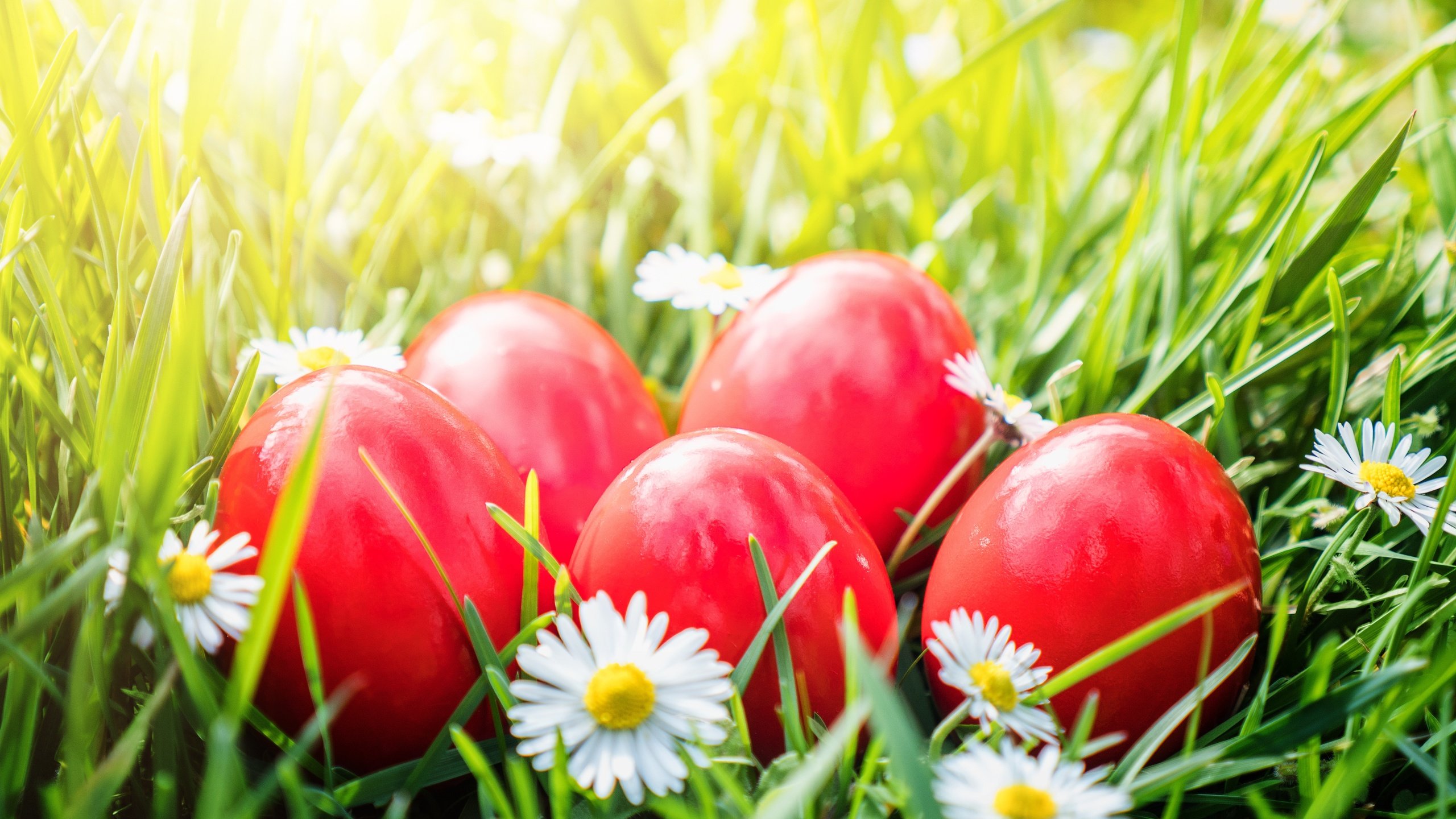 Обои цветы, трава, ромашки, корзина, пасха, яйца крашеные, flowers, grass, chamomile, basket, easter, the painted eggs разрешение 5184x3456 Загрузить