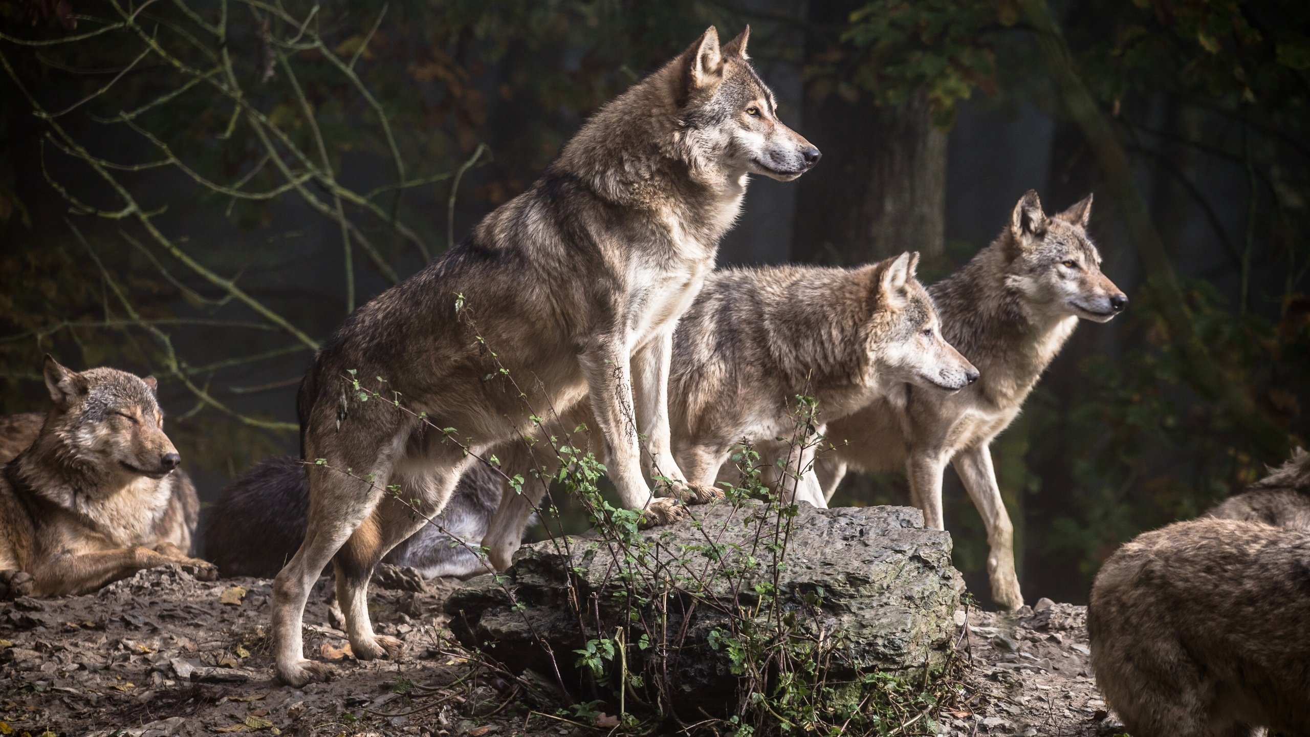 Обои деревья, лес, хищники, волки, стая, волк, стая волков, trees, forest, predators, wolves, pack, wolf, a pack of wolves разрешение 2880x1800 Загрузить