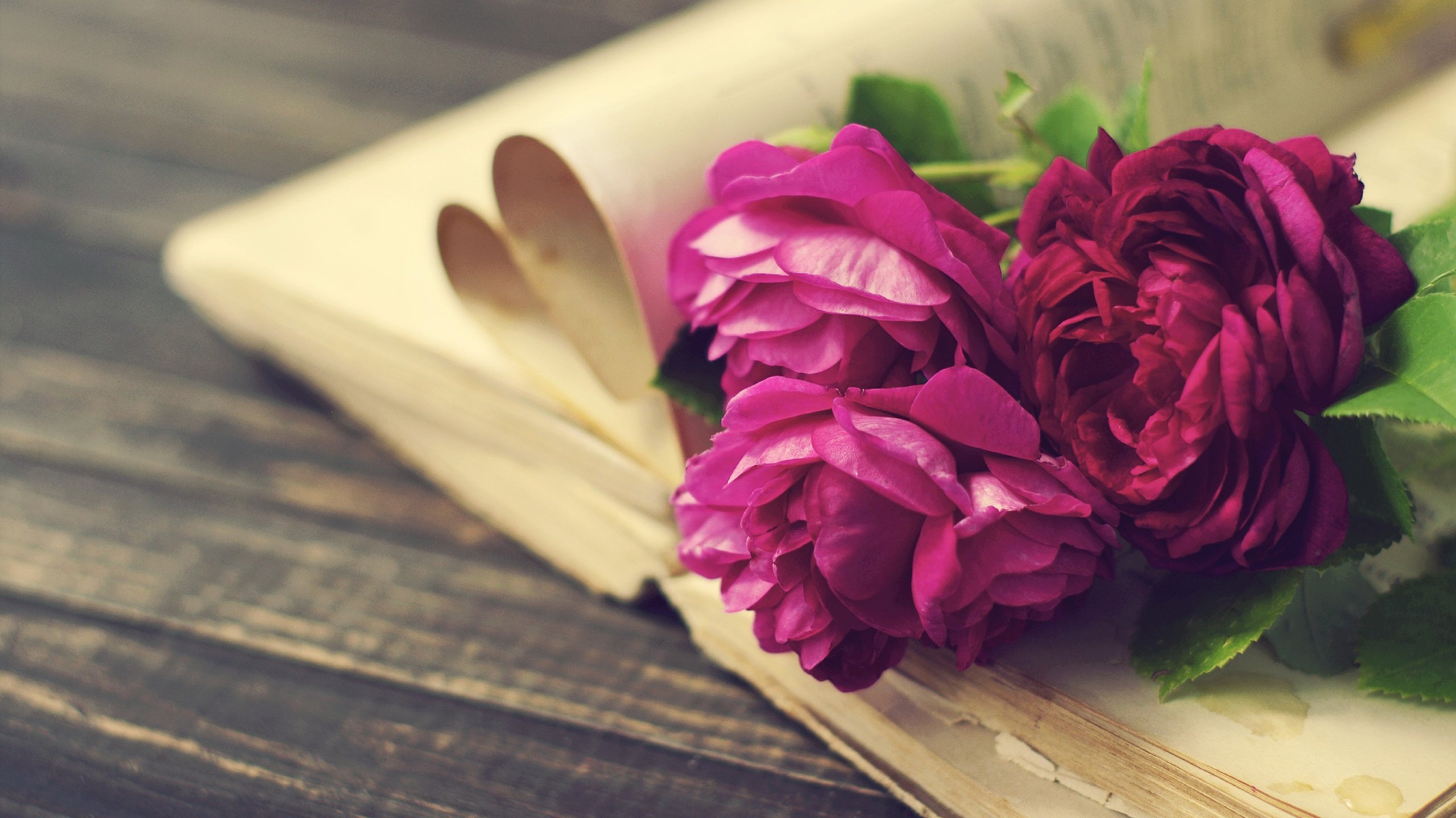 Обои цветы, розы, доски, книга, страницы, пионы, flowers, roses, board, book, page, peonies разрешение 2890x1920 Загрузить