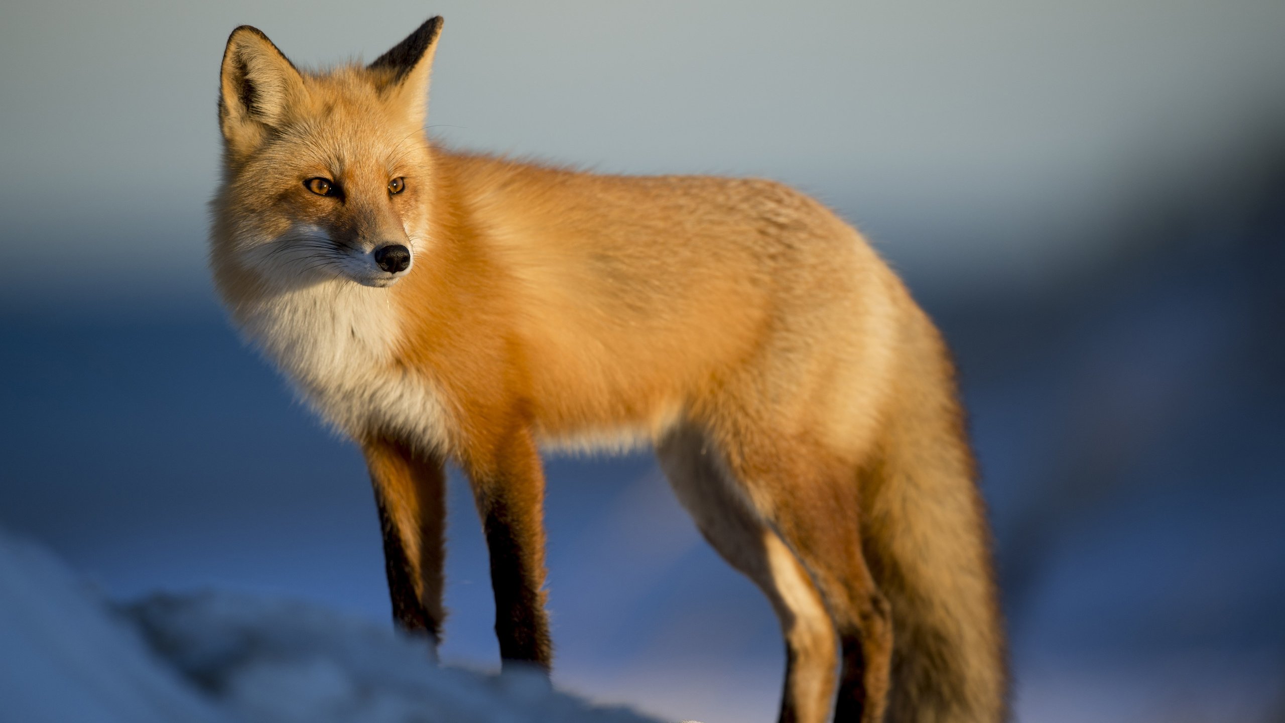 Обои снег, зима, лиса, лисица, животное, лиса.лисица, snow, winter, fox, animal, fox.fox разрешение 3840x2400 Загрузить