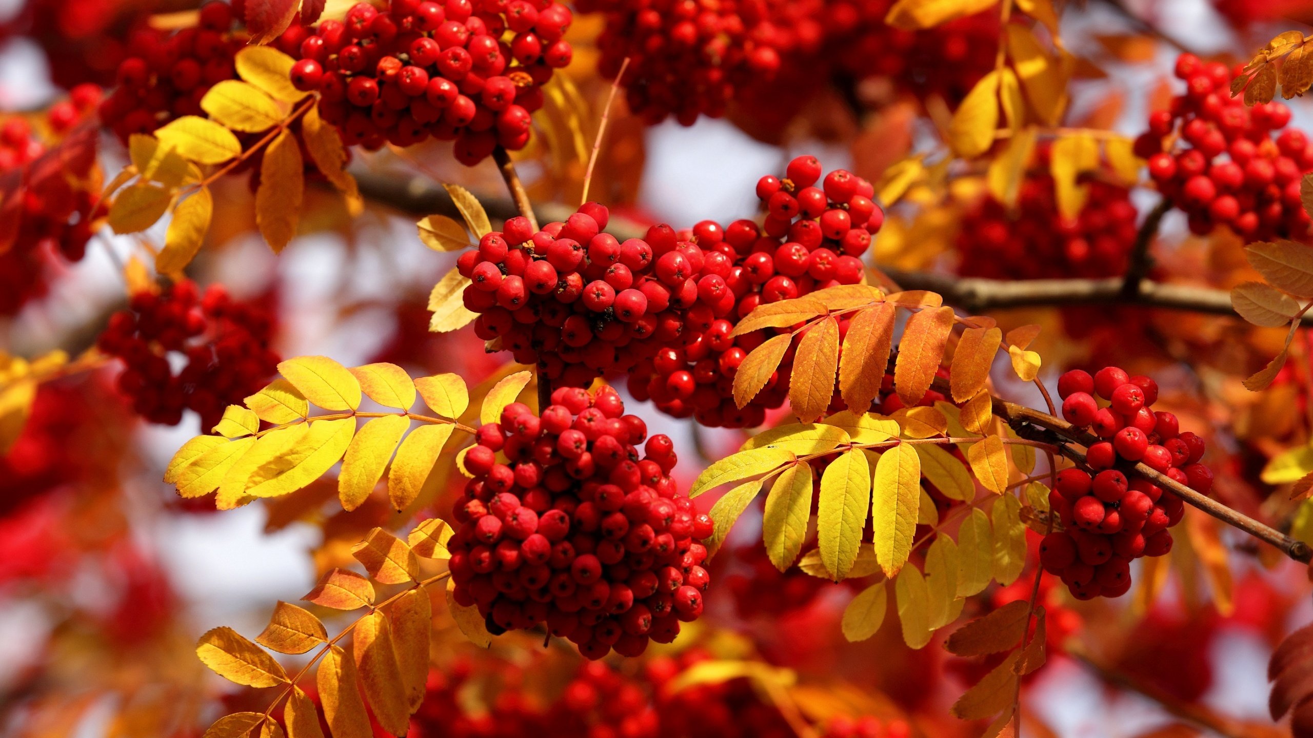 Обои листья, макро, осень, ягоды, рябина, грозди, leaves, macro, autumn, berries, rowan, bunches разрешение 2560x1600 Загрузить
