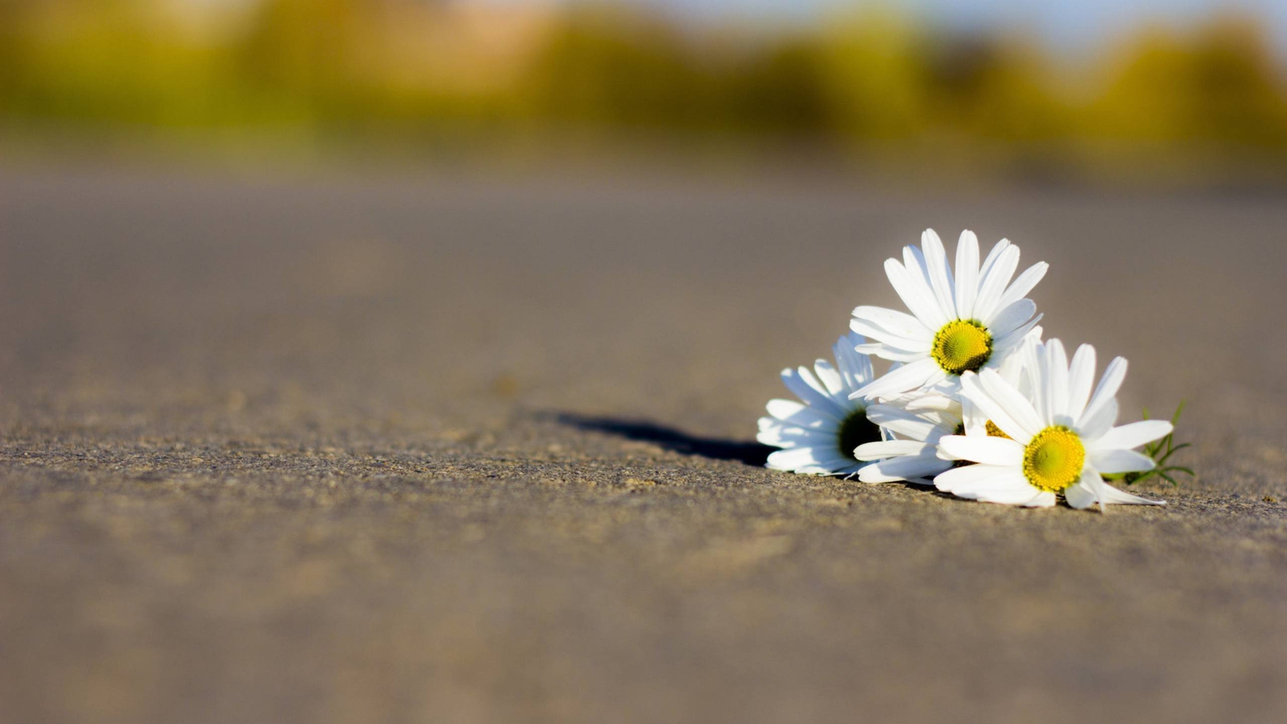 Обои дорога, цветы, лепестки, ромашки, белые, road, flowers, petals, chamomile, white разрешение 2560x1600 Загрузить