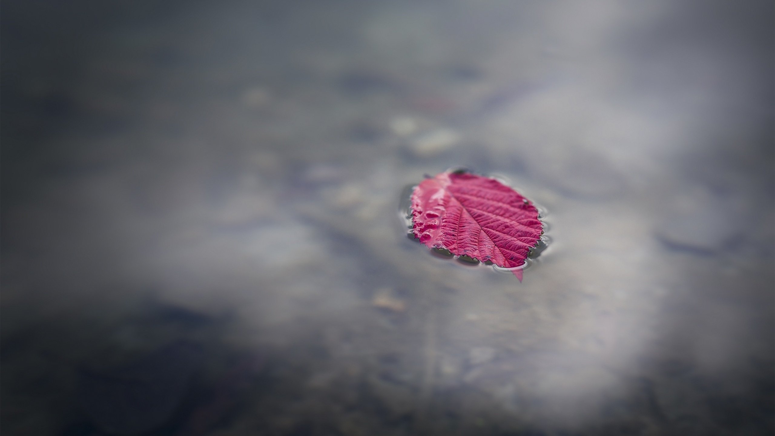 Обои вода, макро, осень, лист, лужа, water, macro, autumn, sheet, puddle разрешение 2880x1800 Загрузить