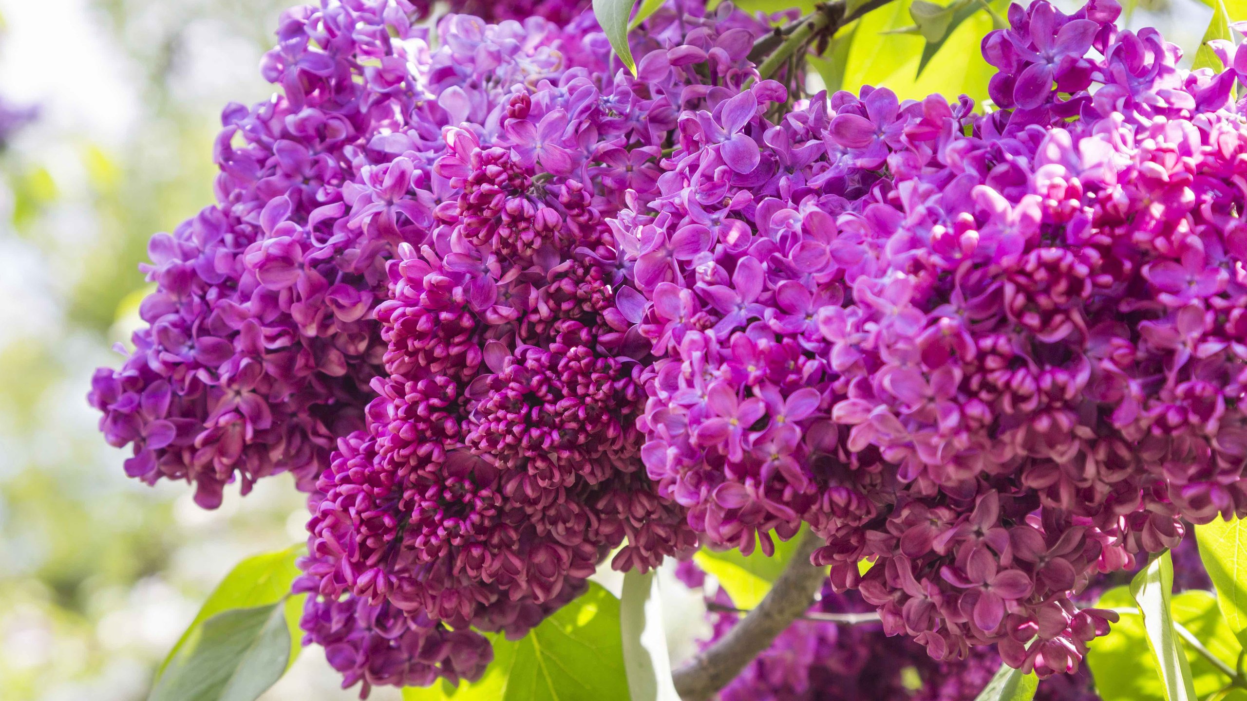 Обои цветы, цветение, весна, сирень, flowers, flowering, spring, lilac разрешение 3840x2400 Загрузить