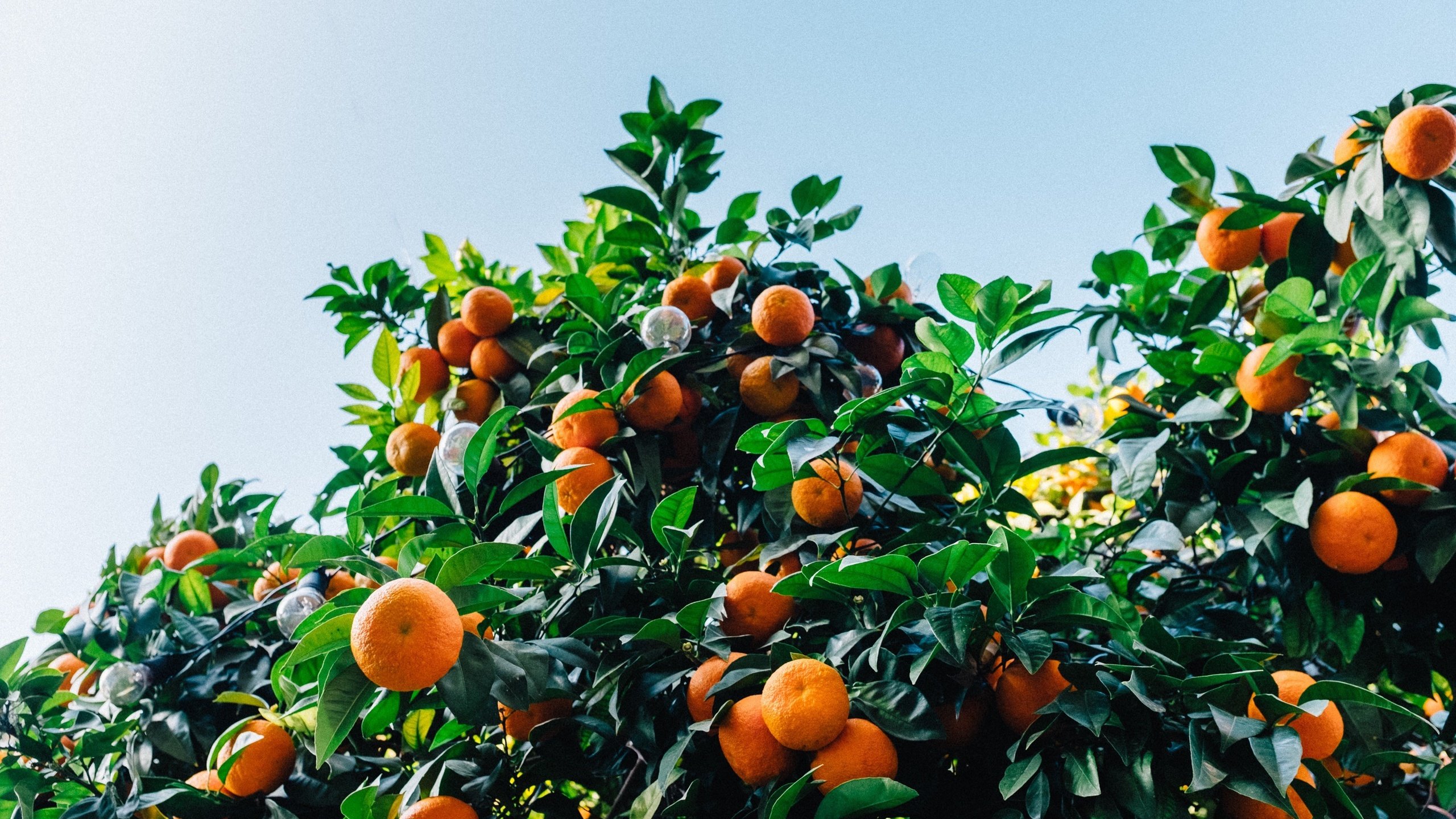 Обои листья, фрукты, кустарник, мандарины, цитрусы, leaves, fruit, shrub, tangerines, citrus разрешение 3072x2048 Загрузить