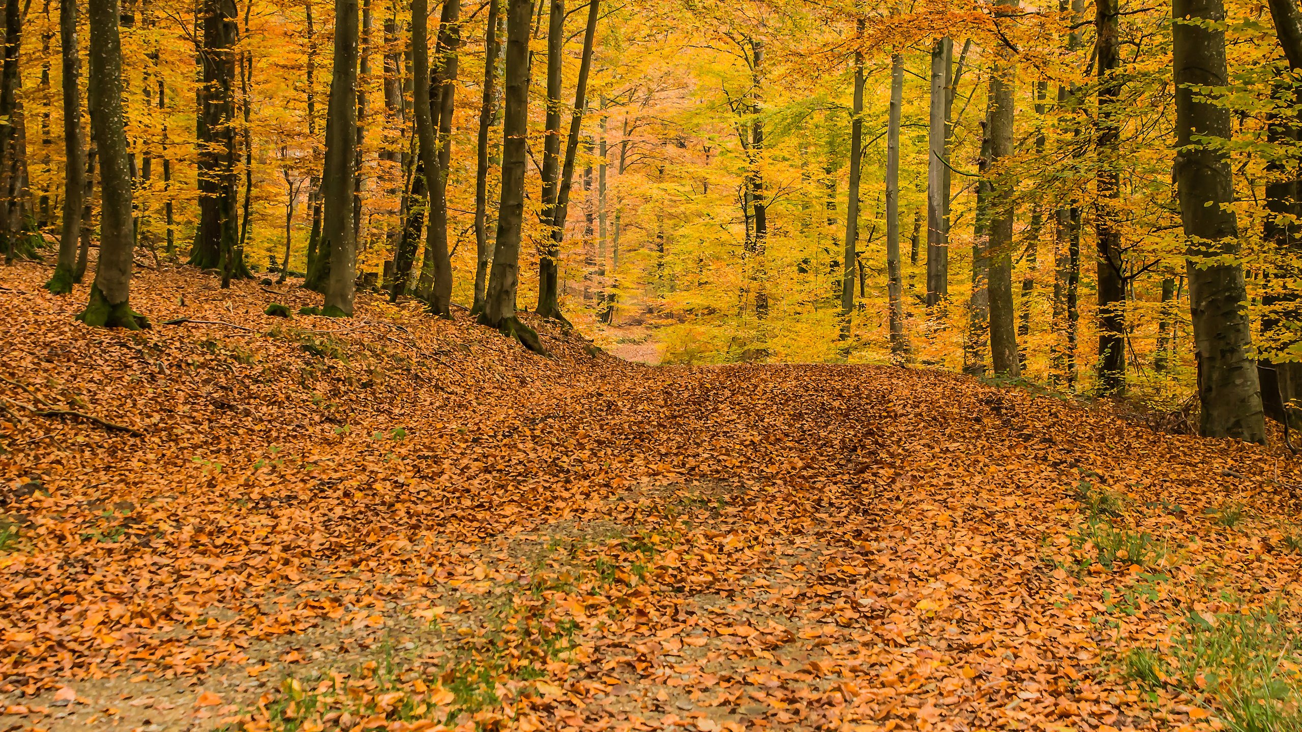 Обои деревья, природа, лес, листья, осень, листопад, trees, nature, forest, leaves, autumn, falling leaves разрешение 3840x2400 Загрузить