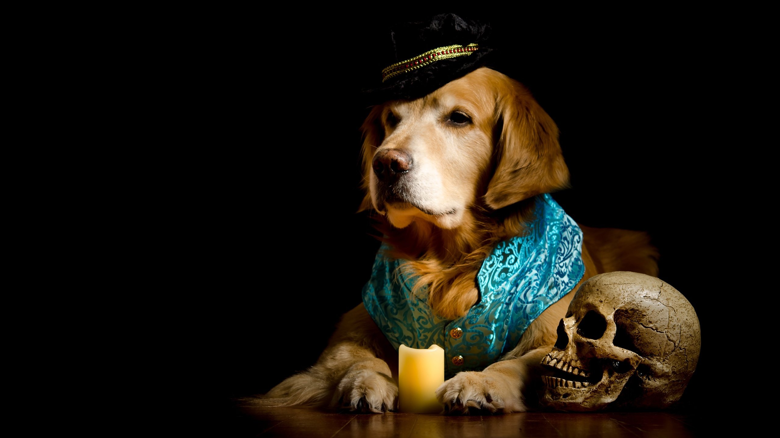 Обои портрет, фотосессия, собака, жилет, черный фон, ретривер, костюм, композиция, череп, нарядный, свеча, бедный йорик, пес, шляпа, золотистый, golden, portrait, photoshoot, dog, vest, black background, retriever, costume, composition, skull, elegant, candle, poor yorick, hat разрешение 5530x3111 Загрузить