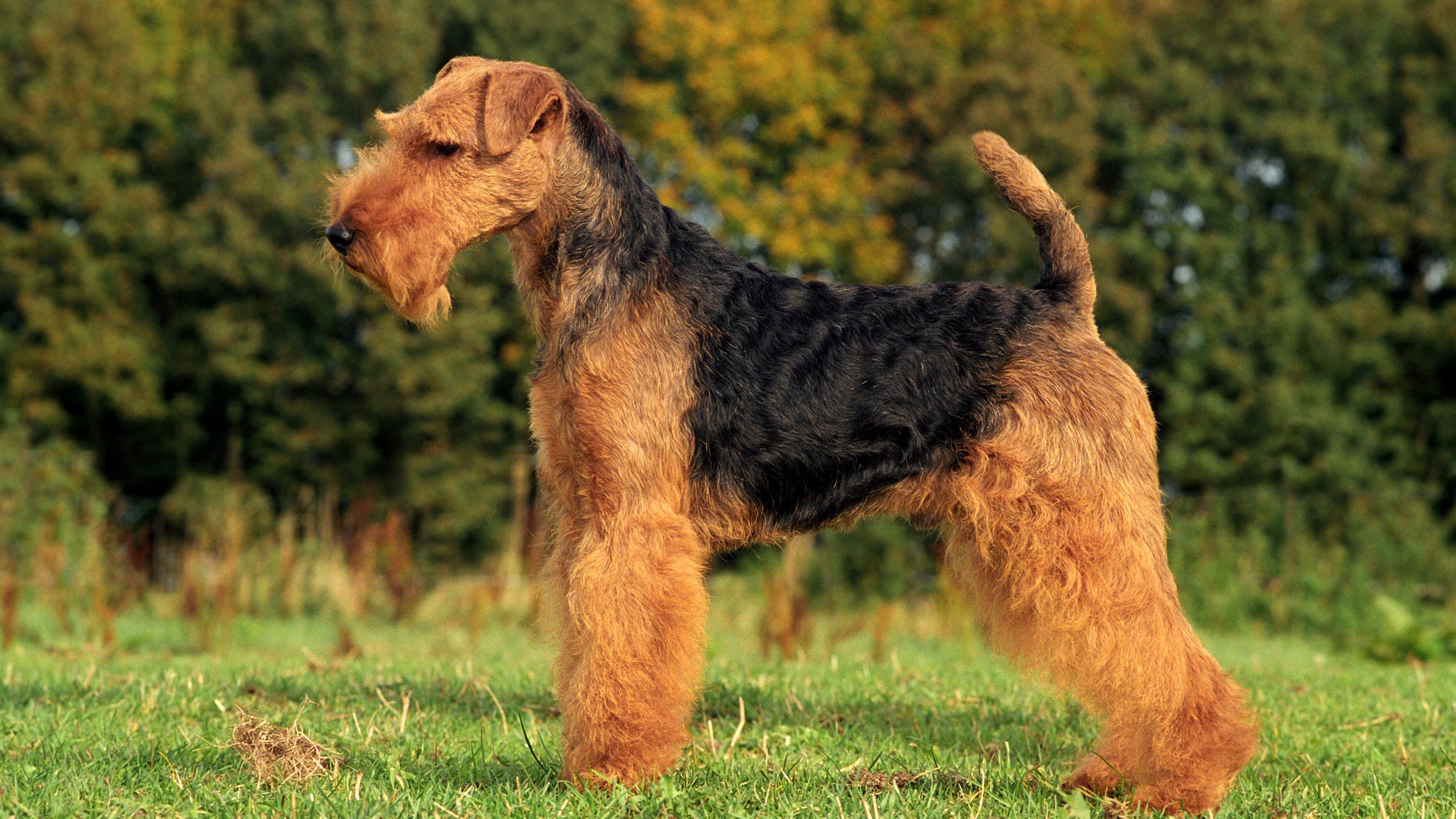 Обои трава, собака, терьер, фокстерьер, вельштерьер, grass, dog, terrier, welsh terrier разрешение 2880x1800 Загрузить