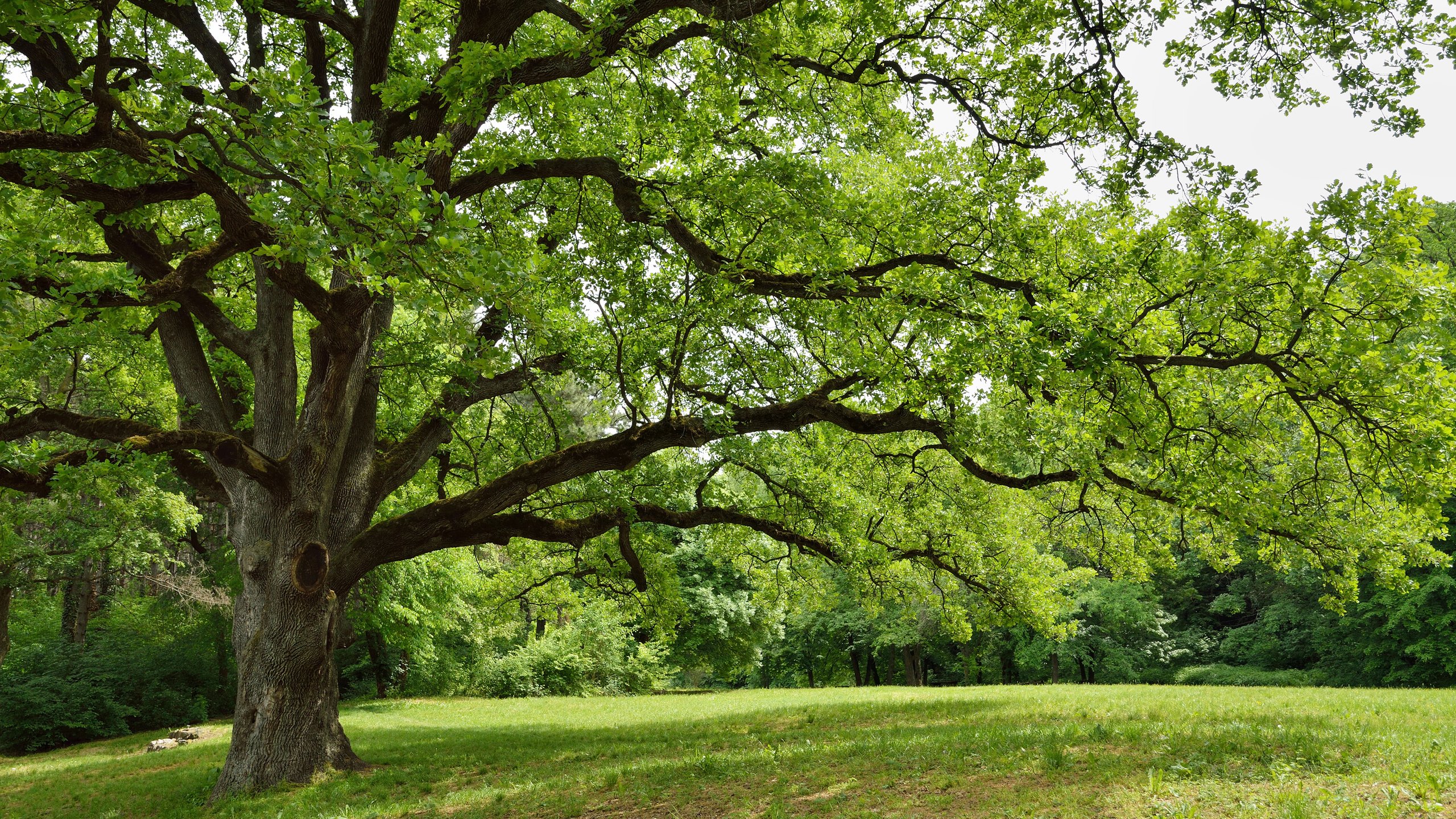 Обои природа, дерево, парк, ветки, весна, зеленые листья, nature, tree, park, branches, spring, green leaves разрешение 3840x2400 Загрузить