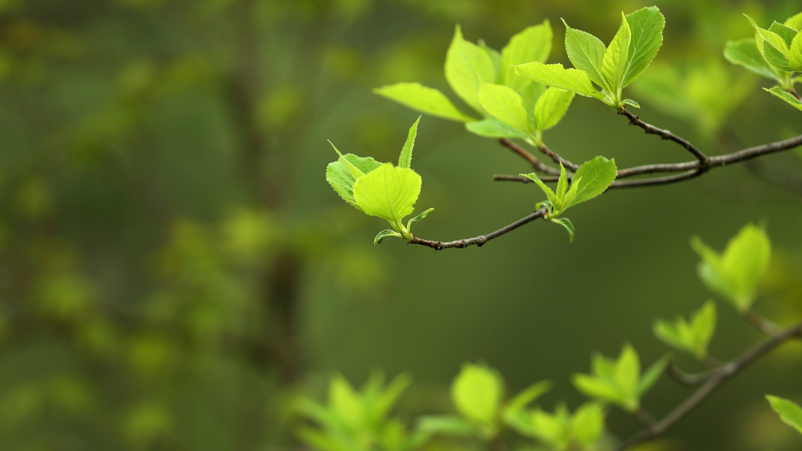 Обои природа, листья, макро, фон, ветки, весна, nature, leaves, macro, background, branches, spring разрешение 3840x2400 Загрузить