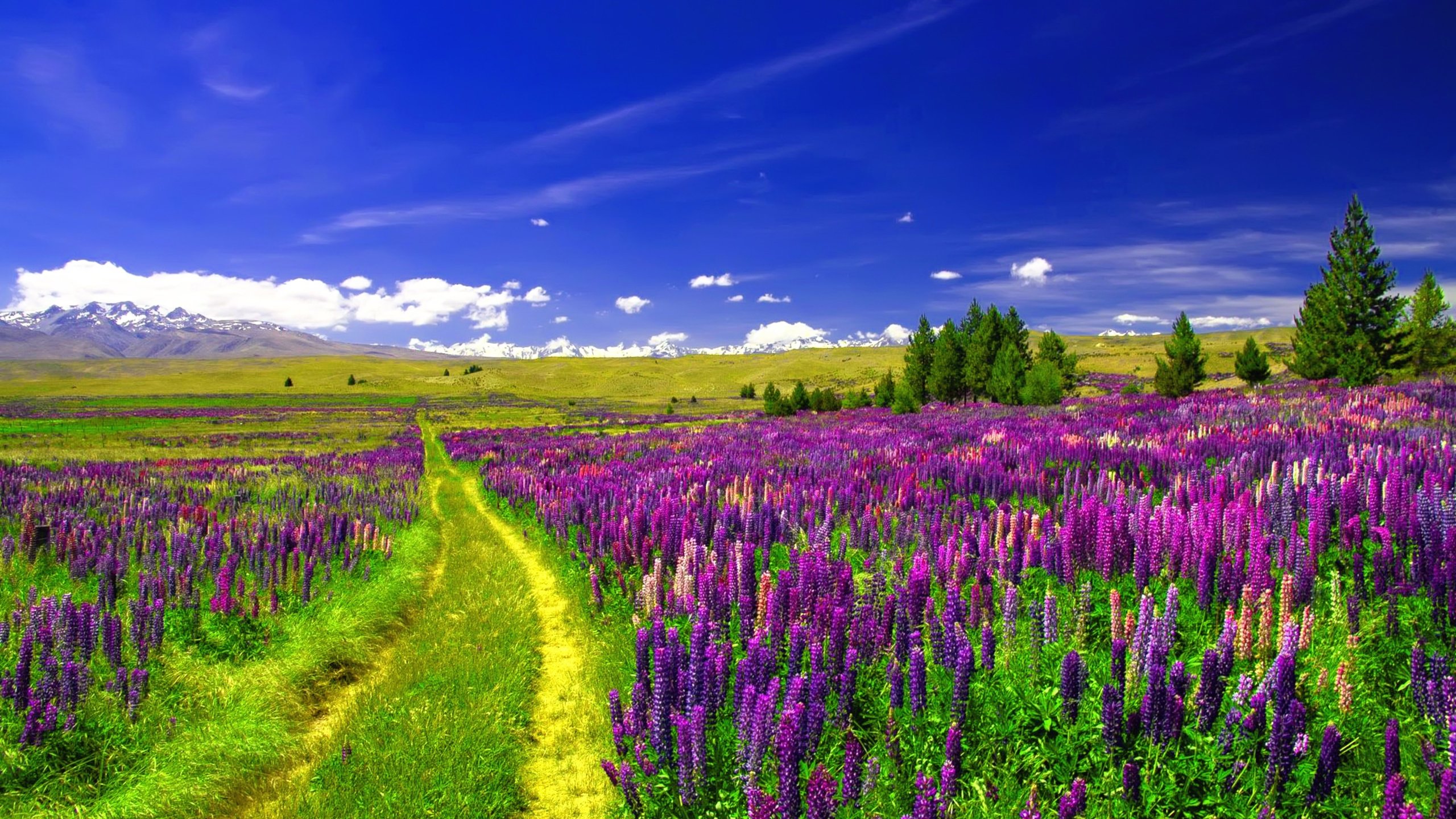 Обои небо, дорога, цветы, облака, поле, люпины, the sky, road, flowers, clouds, field, lupins разрешение 3840x2160 Загрузить