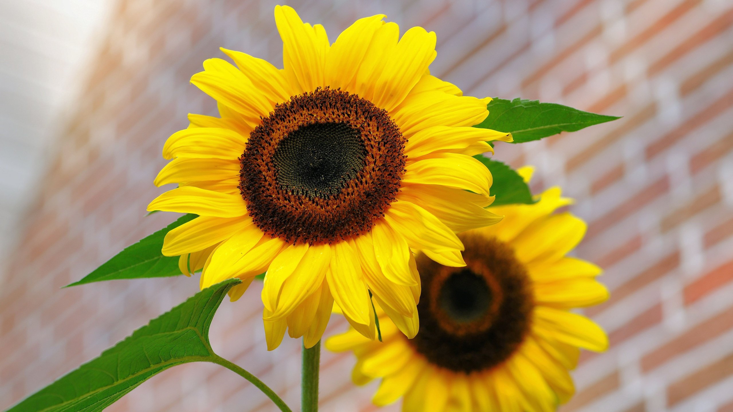 Обои цветы, лепестки, подсолнухи, желтые, flowers, petals, sunflowers, yellow разрешение 6048x4032 Загрузить