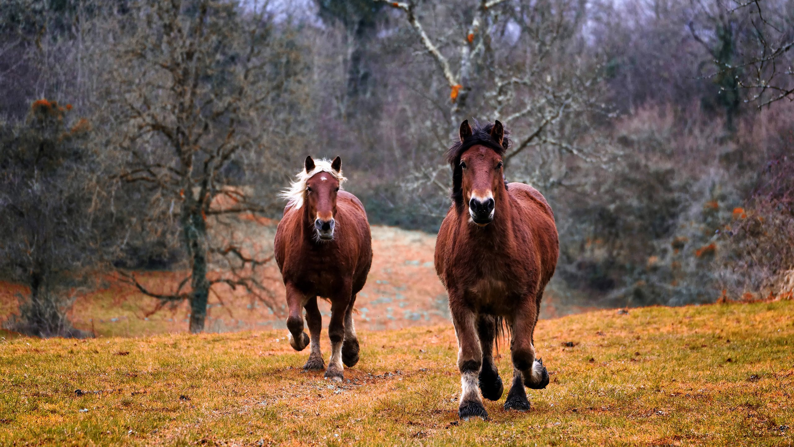 Обои лошадь, природа, лошади, кони, грива, бег, копыта, horse, nature, horses, mane, running, hooves разрешение 3048x1875 Загрузить