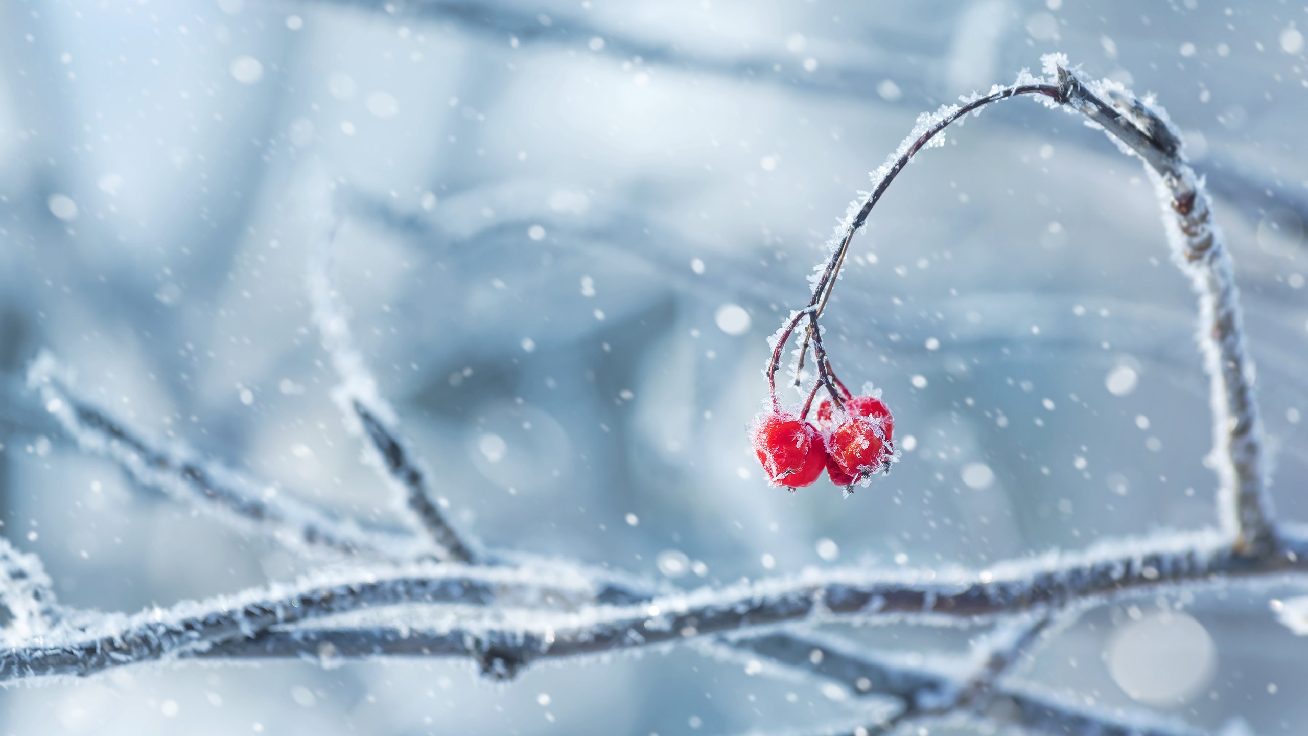 Обои снег, природа, зима, ветки, иней, ягоды, snow, nature, winter, branches, frost, berries разрешение 3840x2400 Загрузить