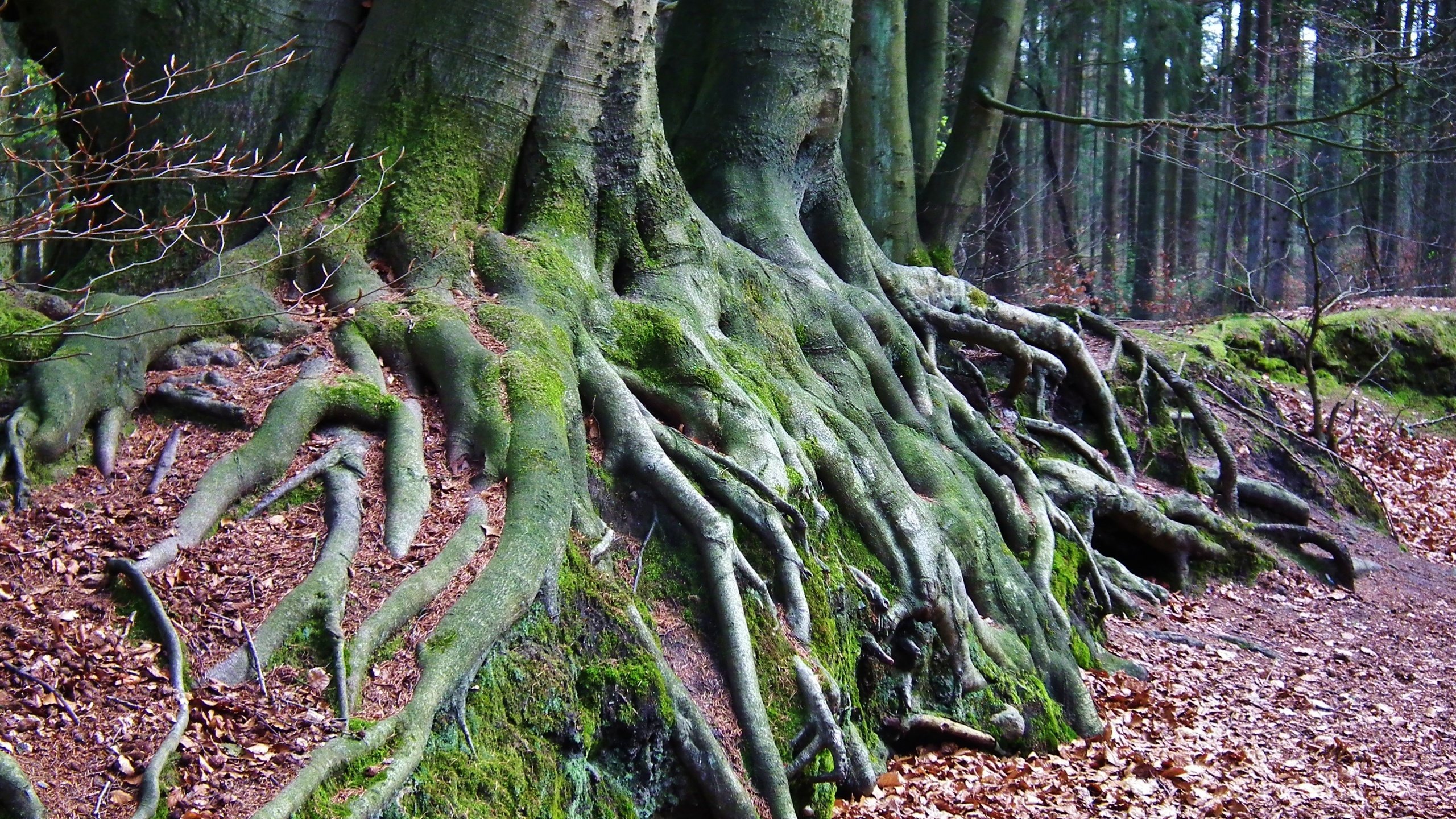 Обои природа, дерево, лес, мох, корни, осенние листья, nature, tree, forest, moss, roots, autumn leaves разрешение 3648x2736 Загрузить