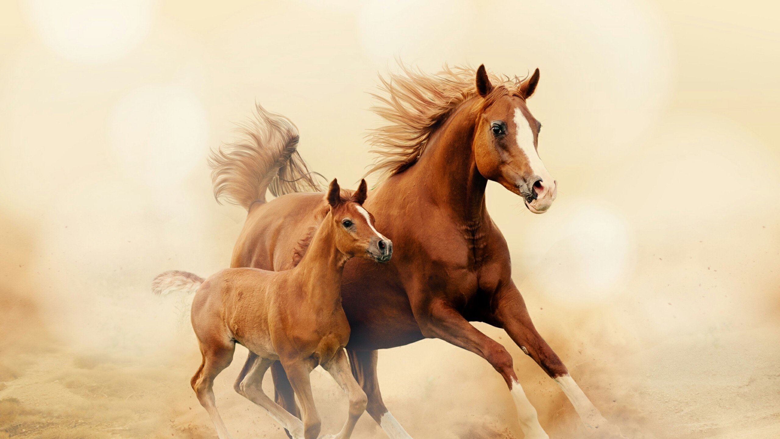 Две лошади без смс