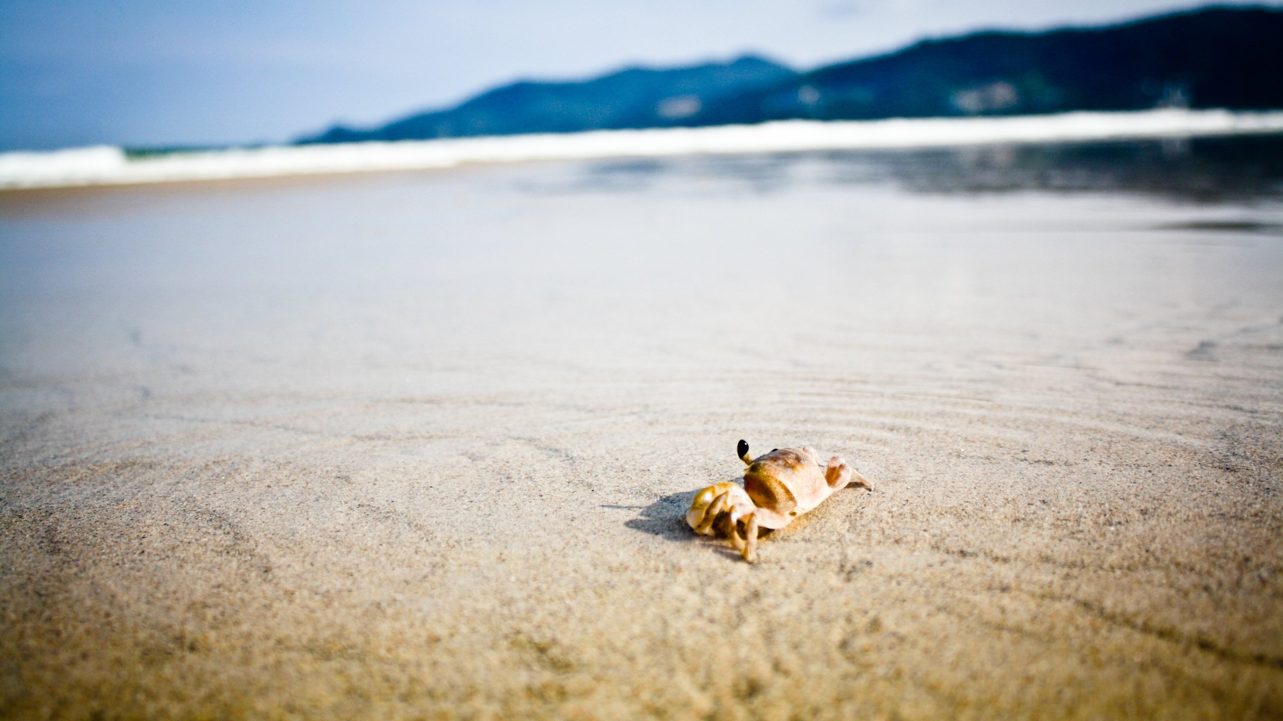 Живность в песке на пляже