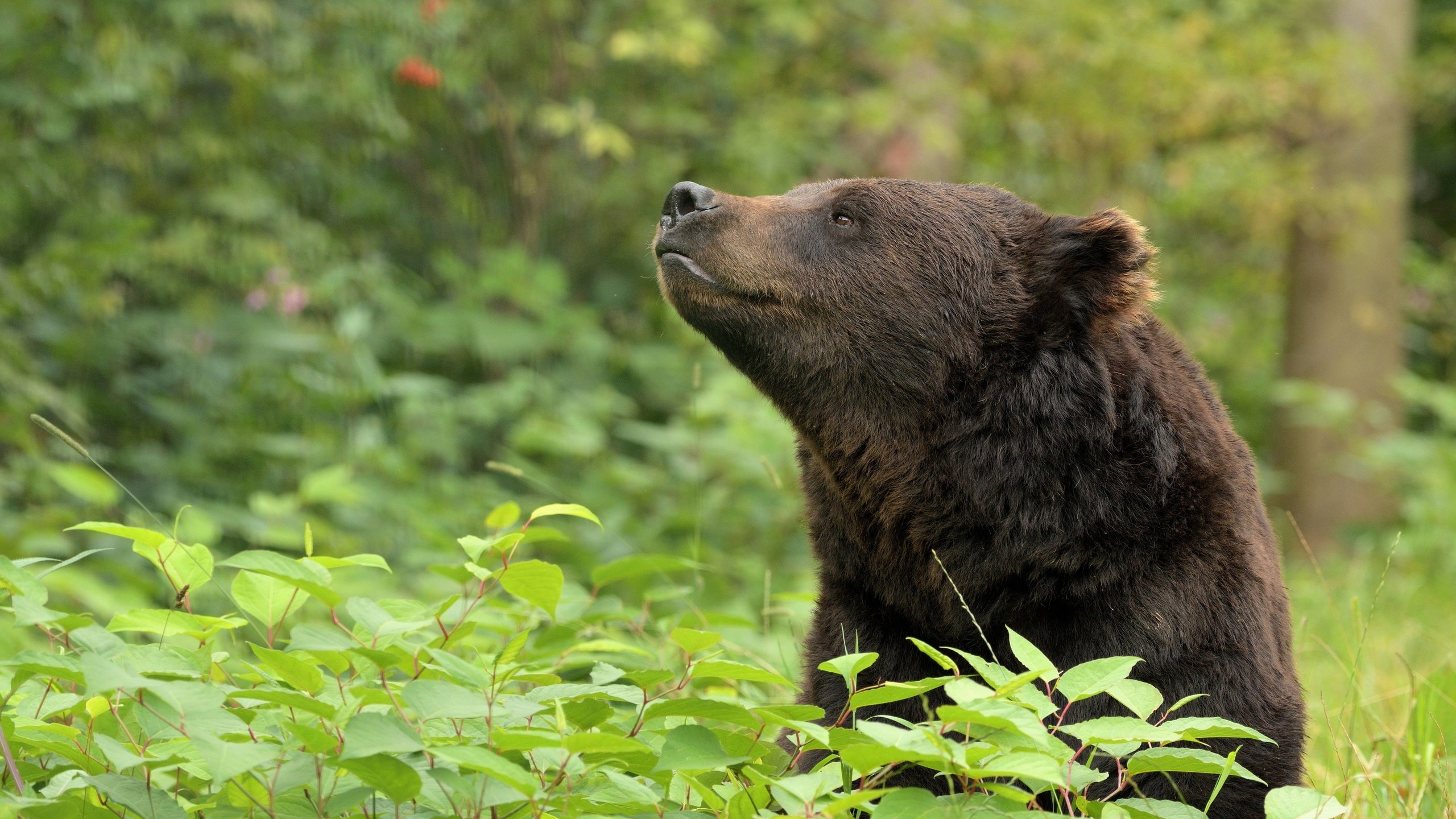 Обои морда, медведь, животное, зеленые листья, дикая природа, face, bear, animal, green leaves, wildlife разрешение 4776x2968 Загрузить