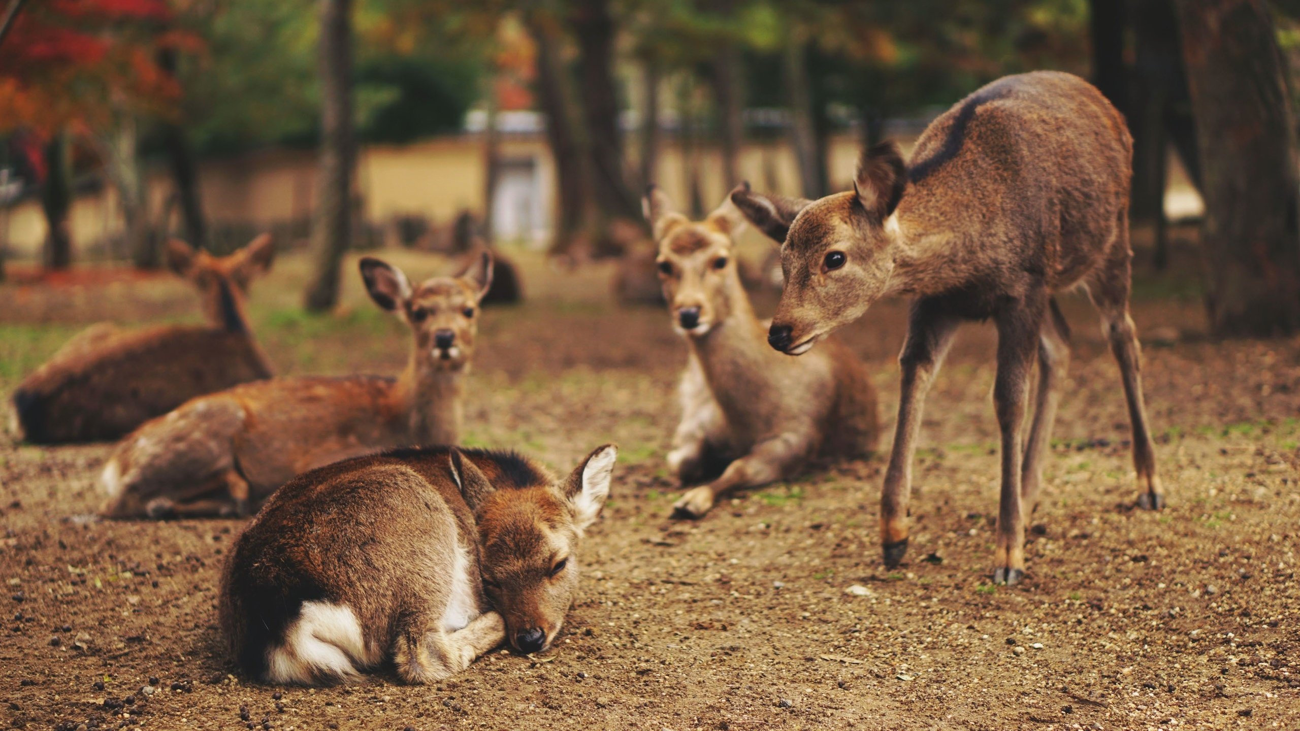 Обои природа, животные, олени, оленята, nature, animals, deer, fawns разрешение 3000x2000 Загрузить