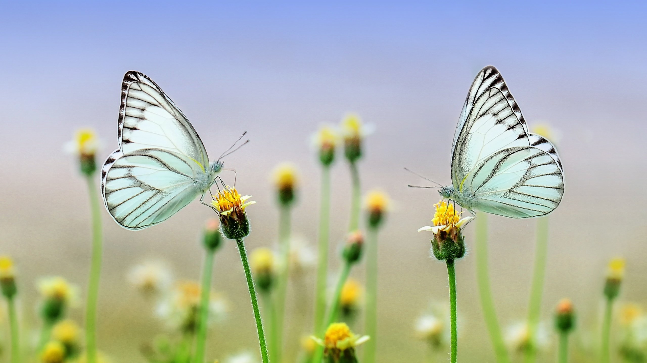 Обои цветы, природа, макро, крылья, насекомые, бабочки, стебли, flowers, nature, macro, wings, insects, butterfly, stems разрешение 5184x3456 Загрузить