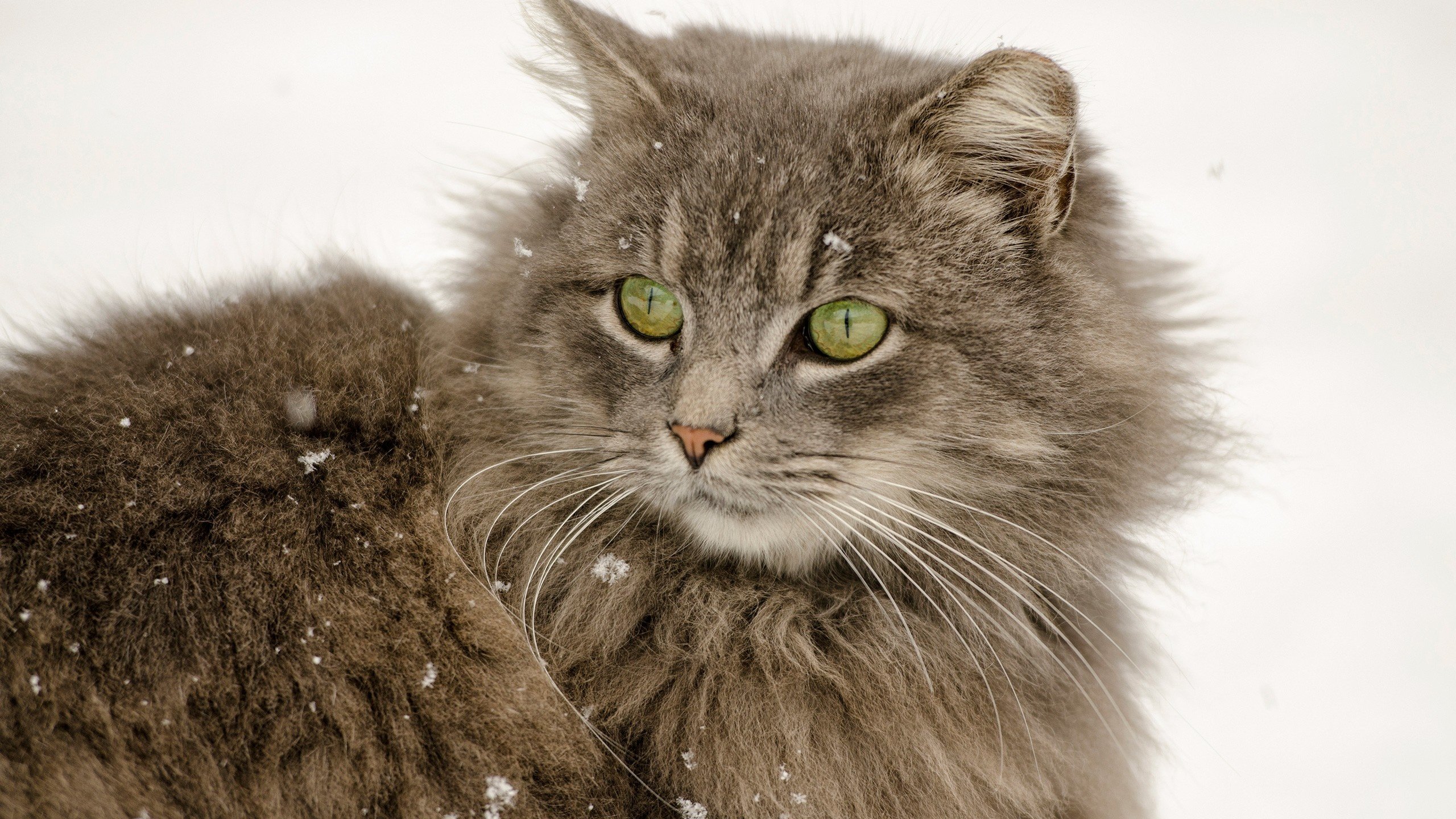 Серый пушистый кот новогодний