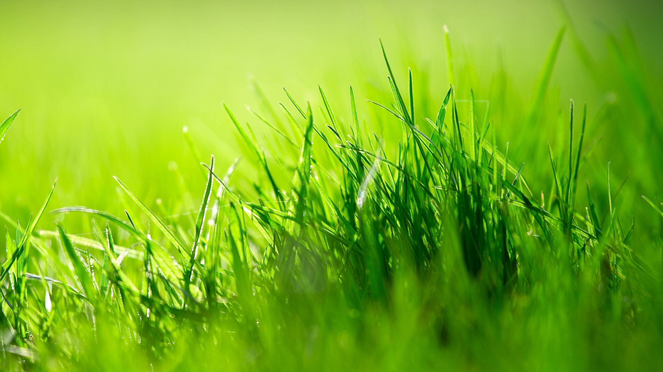 Обои трава, природа, зелень, размытость, grass, nature, greens, blur разрешение 3840x2400 Загрузить