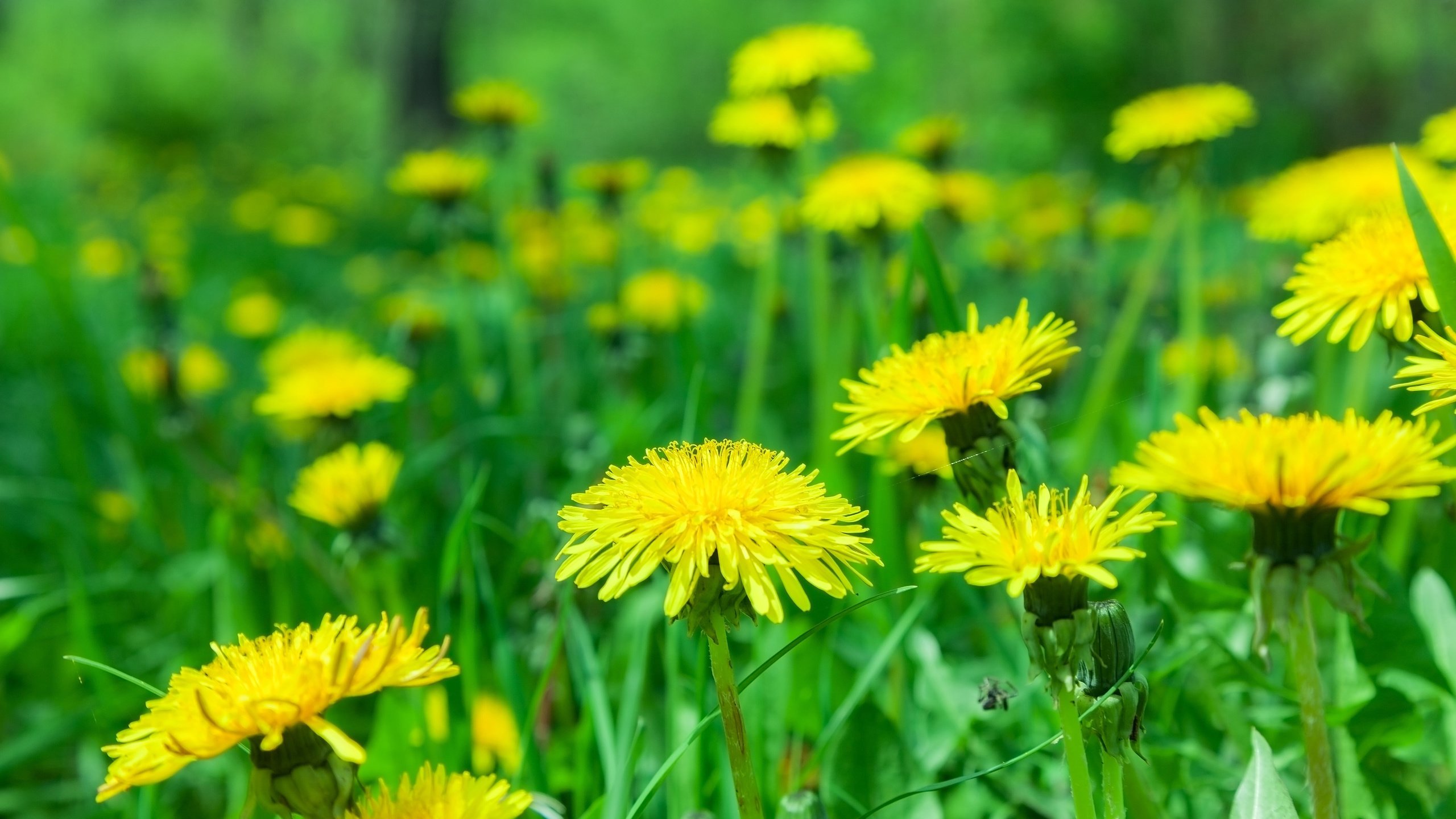 Обои цветы, природа, размытость, одуванчики, желтые, flowers, nature, blur, dandelions, yellow разрешение 3840x2400 Загрузить