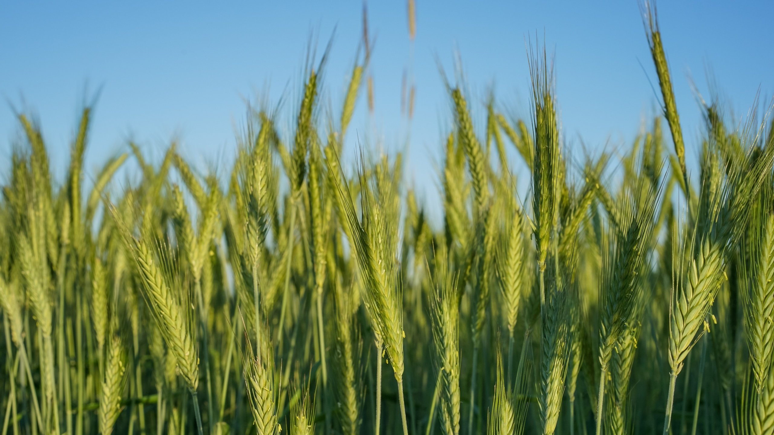 Обои природа, поле, колосья, пшеница, nature, field, ears, wheat разрешение 7360x4912 Загрузить