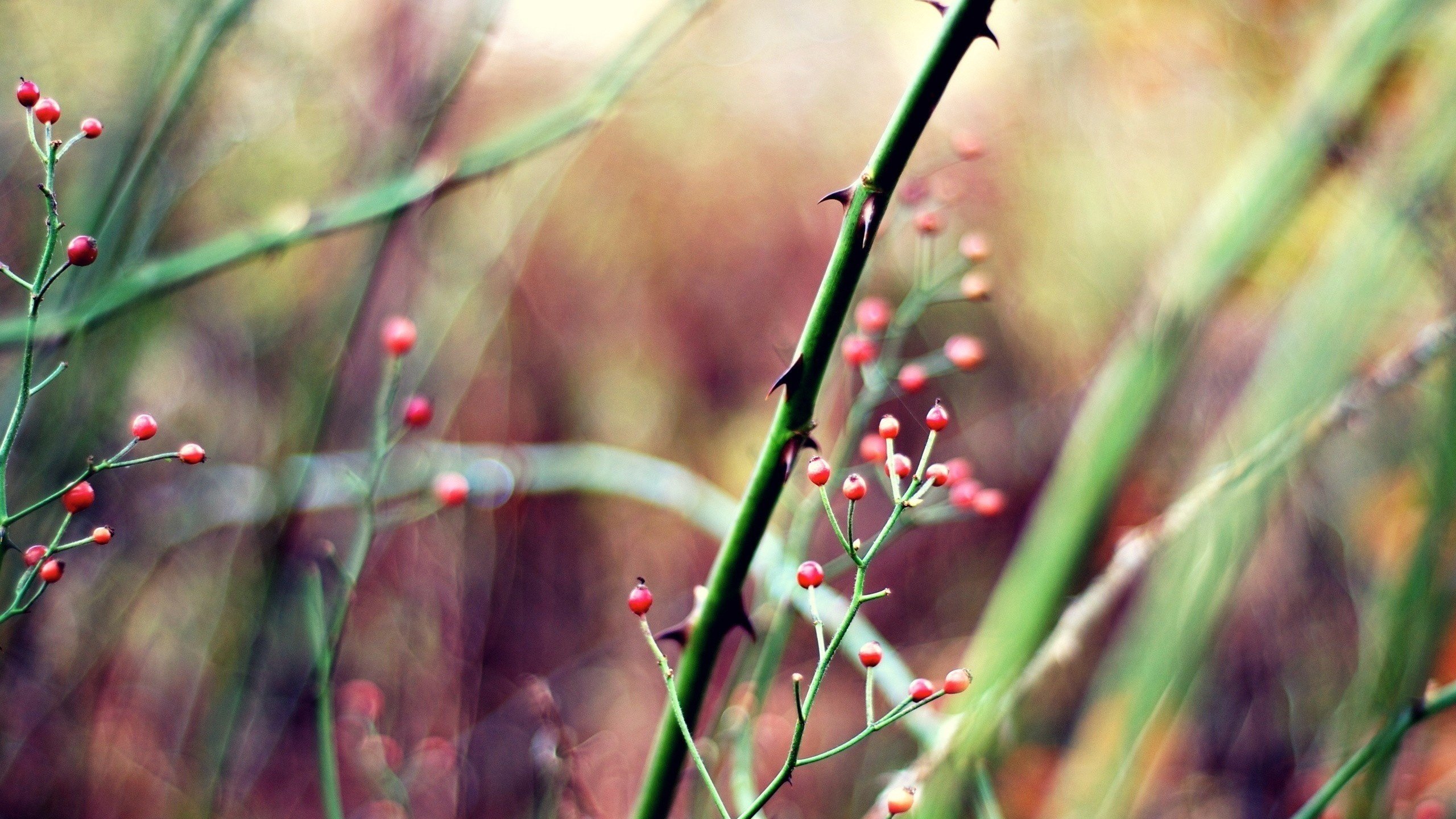 Обои трава, природа, растения, размытость, ягоды, стебли, grass, nature, plants, blur, berries, stems разрешение 2560x1600 Загрузить