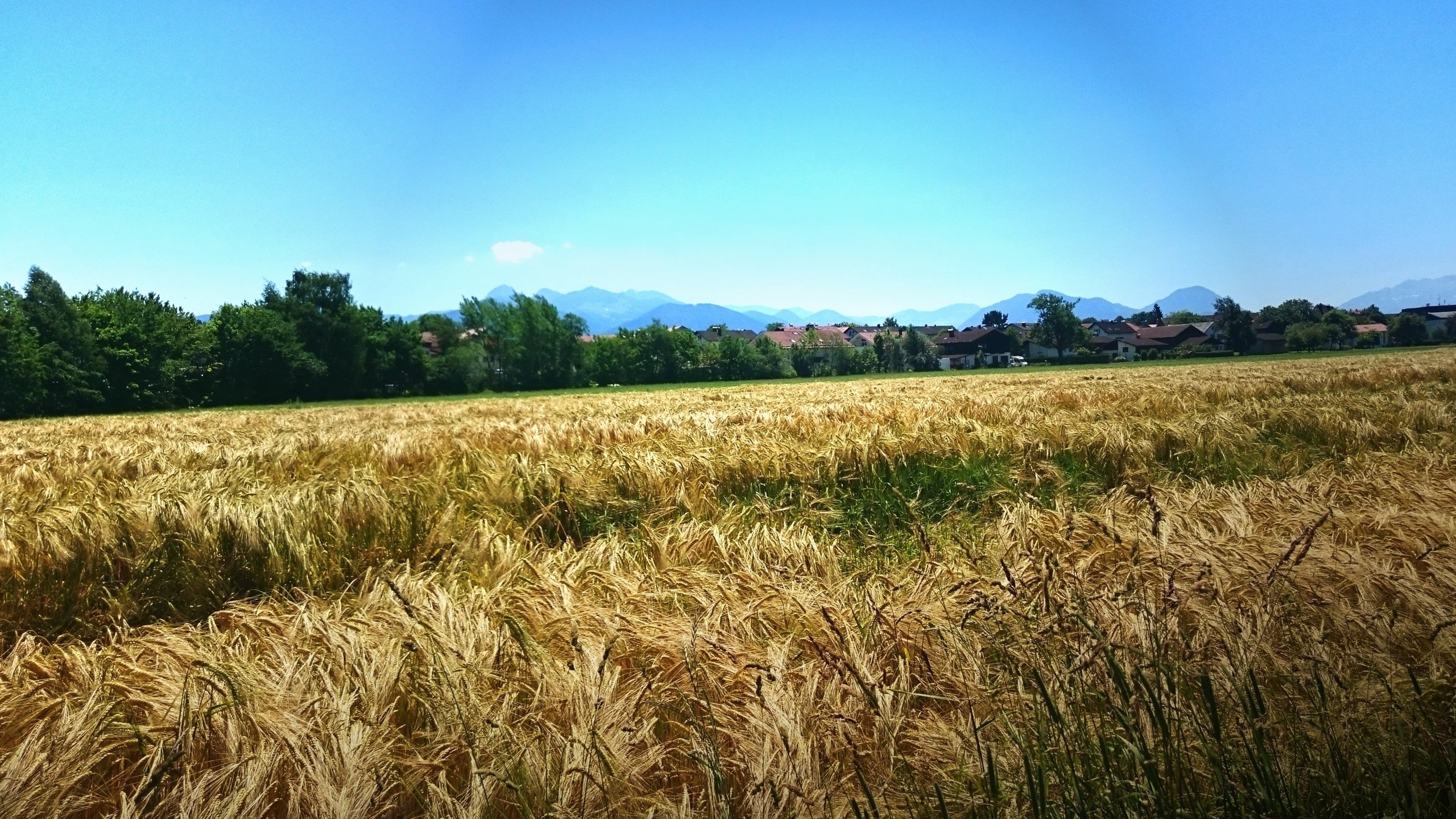 Обои небо, природа, пейзаж, поле, горизонт, пшеница, the sky, nature, landscape, field, horizon, wheat разрешение 3840x2160 Загрузить