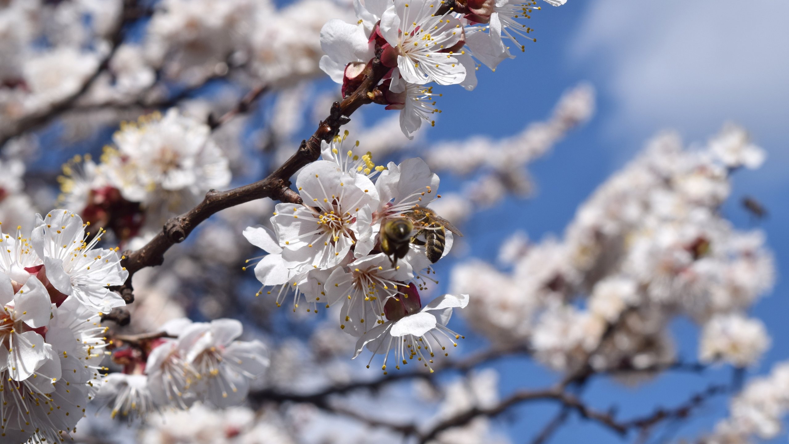 Обои цветы, цветение, насекомые, весна, абрикос, пчела, flowers, flowering, insects, spring, apricot, bee разрешение 6000x4000 Загрузить