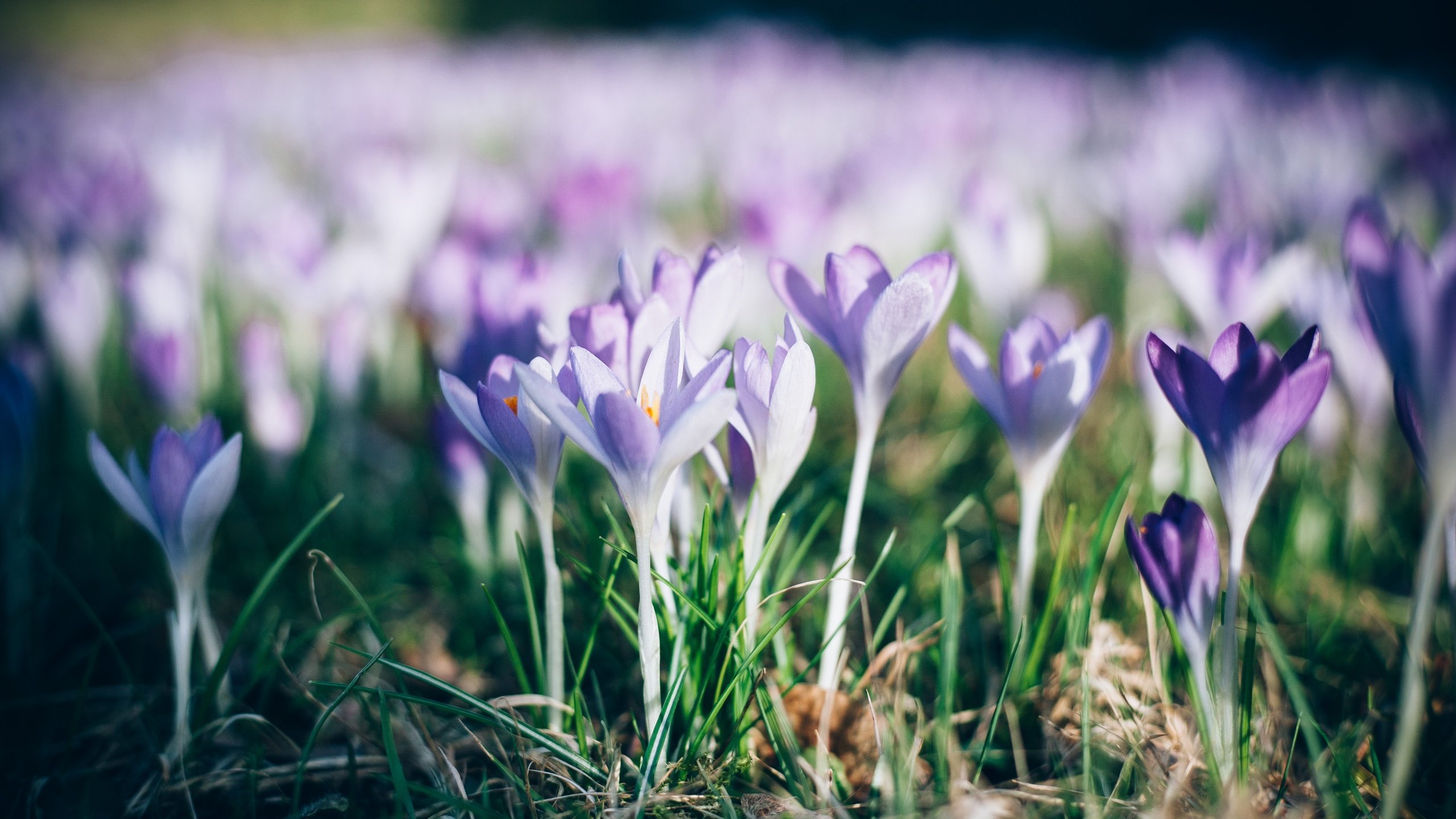 Обои цветы, трава, природа, лепестки, весна, крокусы, flowers, grass, nature, petals, spring, crocuses разрешение 4368x2912 Загрузить