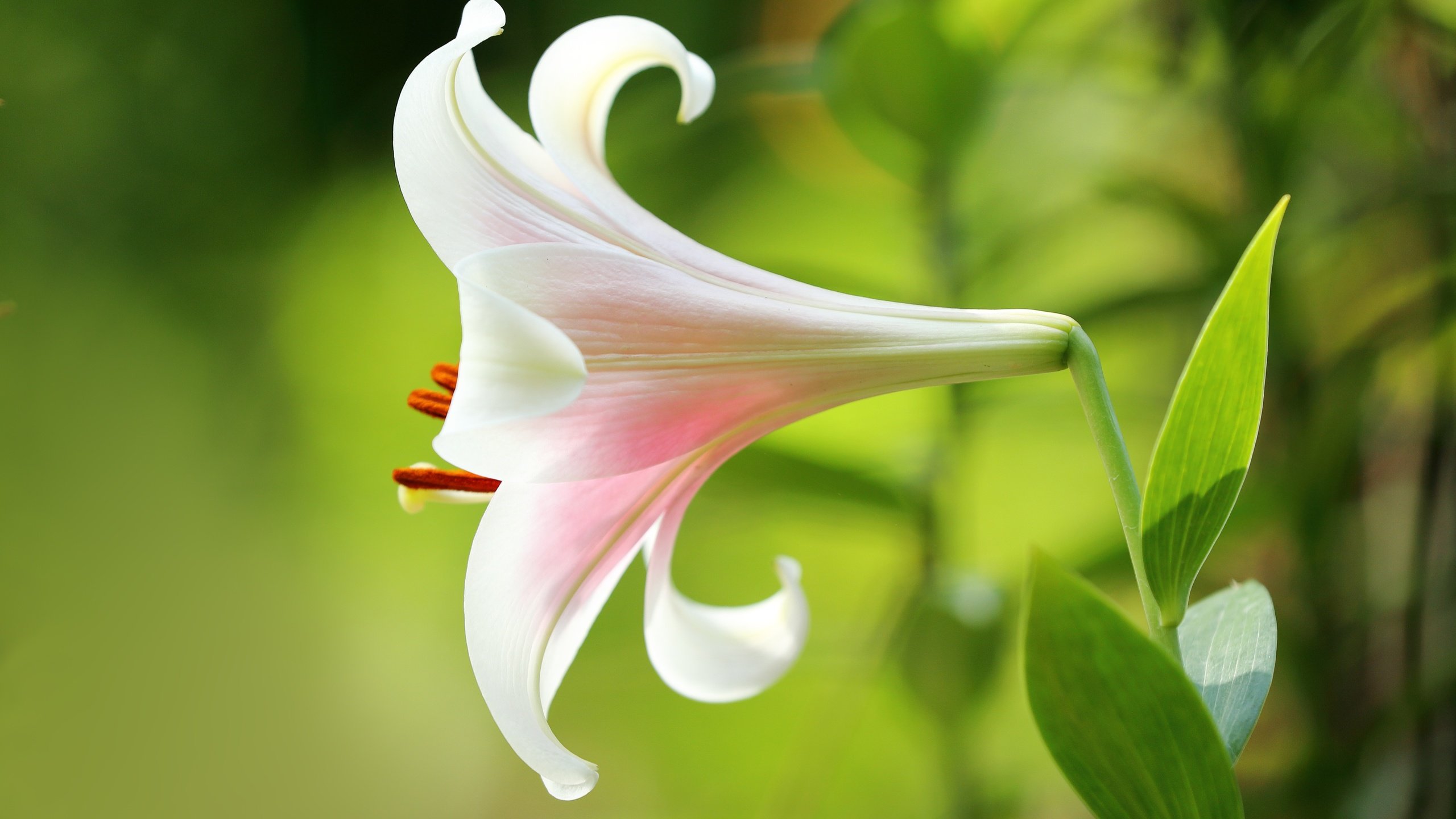 Обои листья, макро, фон, цветок, лепестки, размытость, лилия, leaves, macro, background, flower, petals, blur, lily разрешение 5100x3400 Загрузить