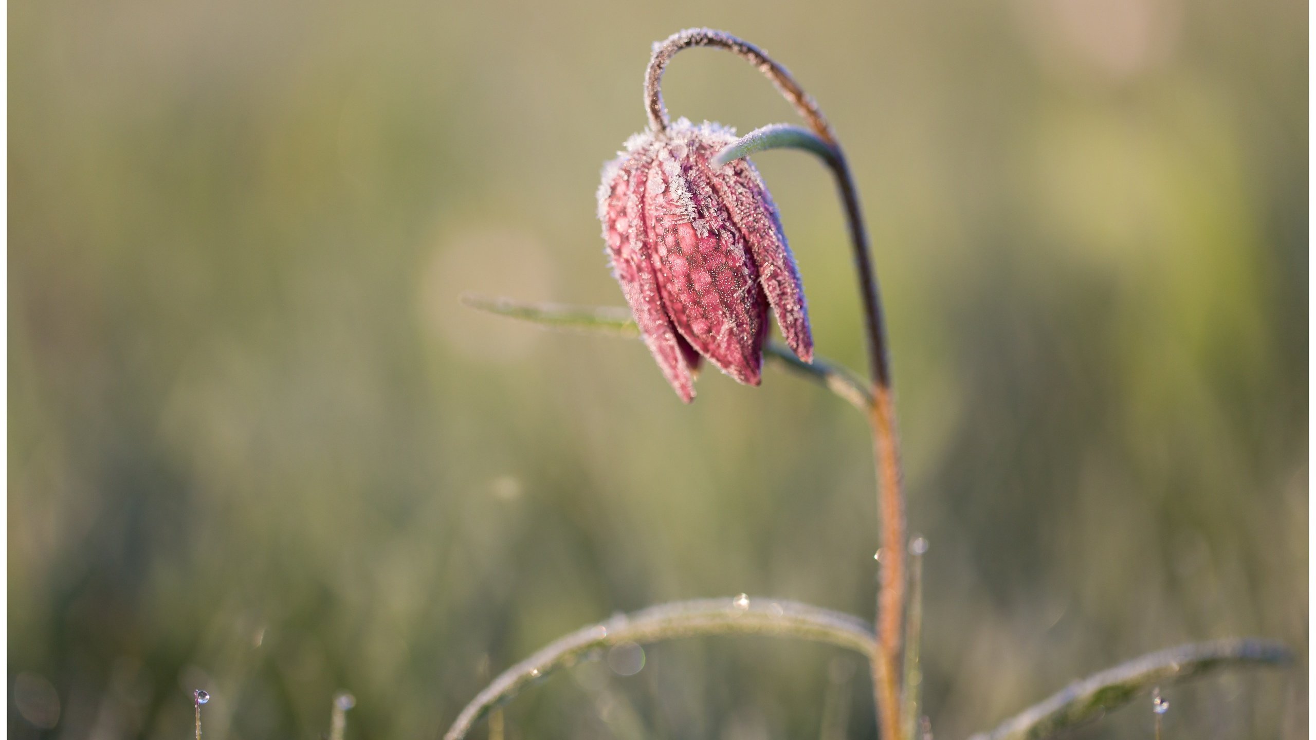 Обои природа, макро, цветок, размытость, стебель, рябчик шахматный, nature, macro, flower, blur, stem, grouse chess разрешение 5595x3750 Загрузить