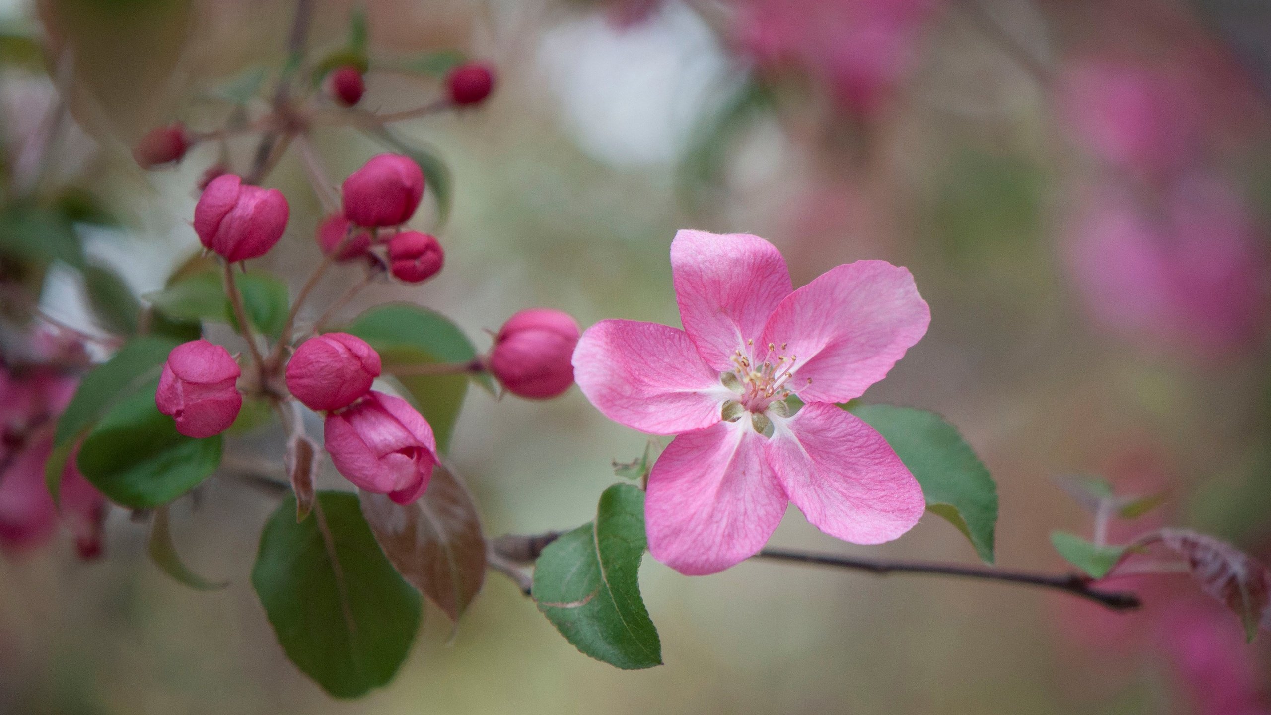 Обои ветка, цветение, бутоны, макро, цветок, весна, яблоня, branch, flowering, buds, macro, flower, spring, apple разрешение 3000x1993 Загрузить