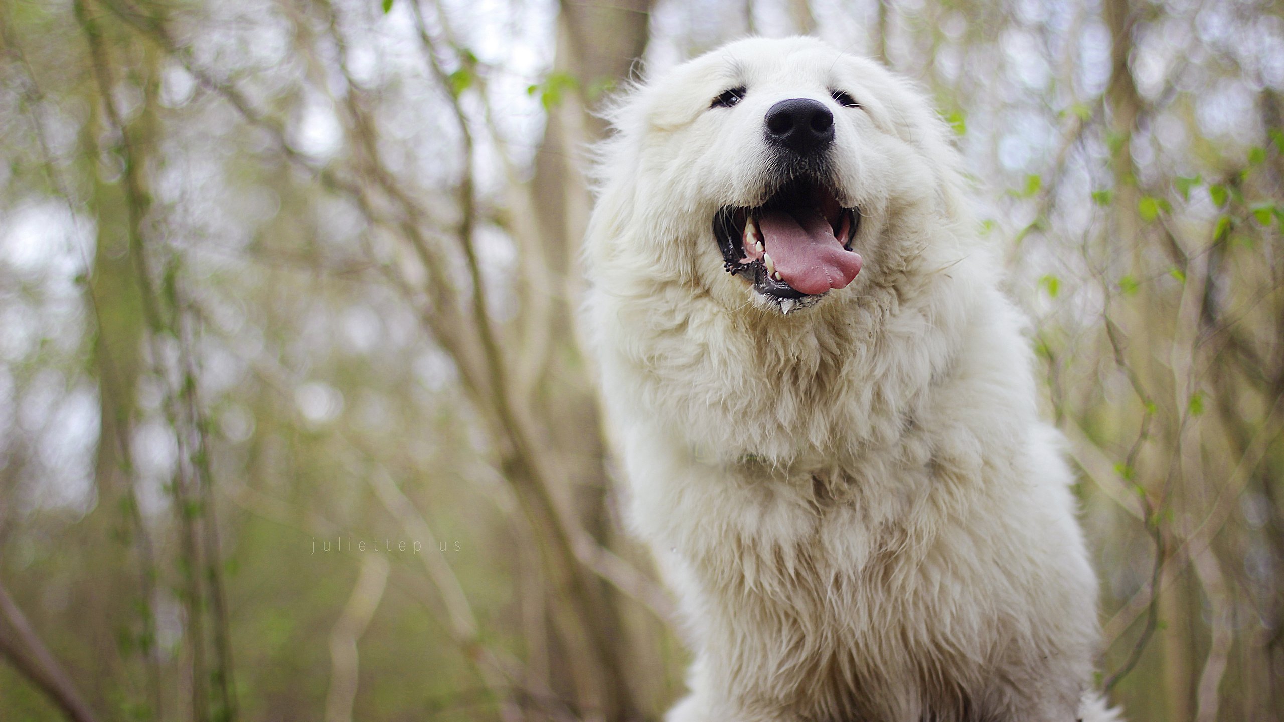 Обои морда, собака, язык, мареммо-абруццкая овчарка, face, dog, language, maremma-abruzzi shepherd разрешение 3840x2400 Загрузить