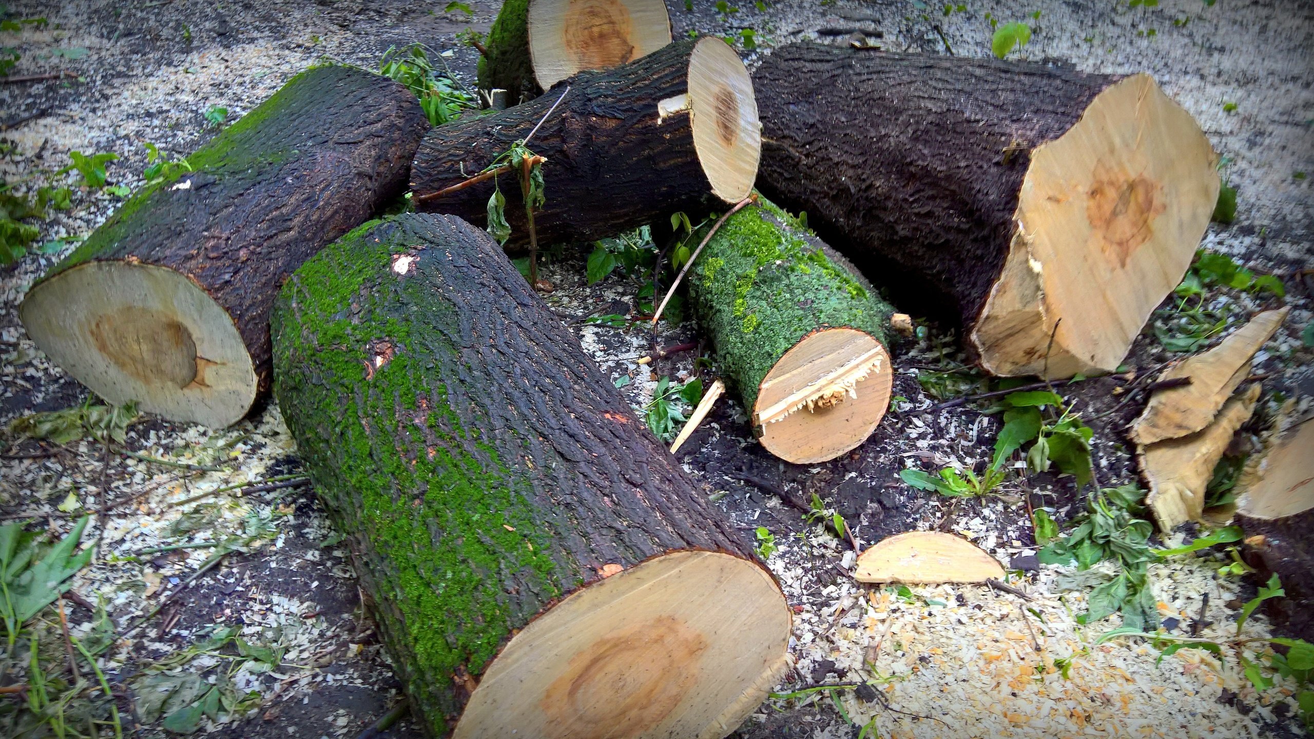 Обои дерево, лес, стиль, огонь, мох, дрова, опилки, пеньки, tree, forest, style, fire, moss, wood, sawdust, hemp разрешение 5258x2960 Загрузить