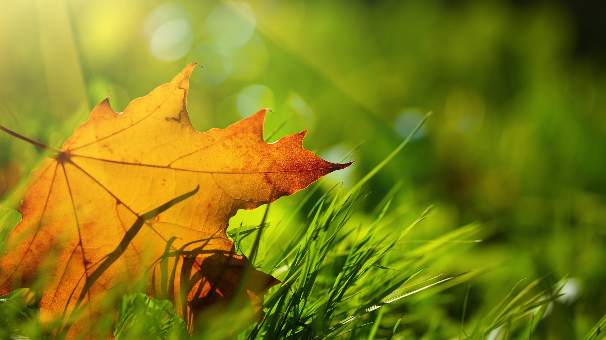 Обои трава, природа, макро, осень, лист, кленовый лист, grass, nature, macro, autumn, sheet, maple leaf разрешение 6000x4000 Загрузить