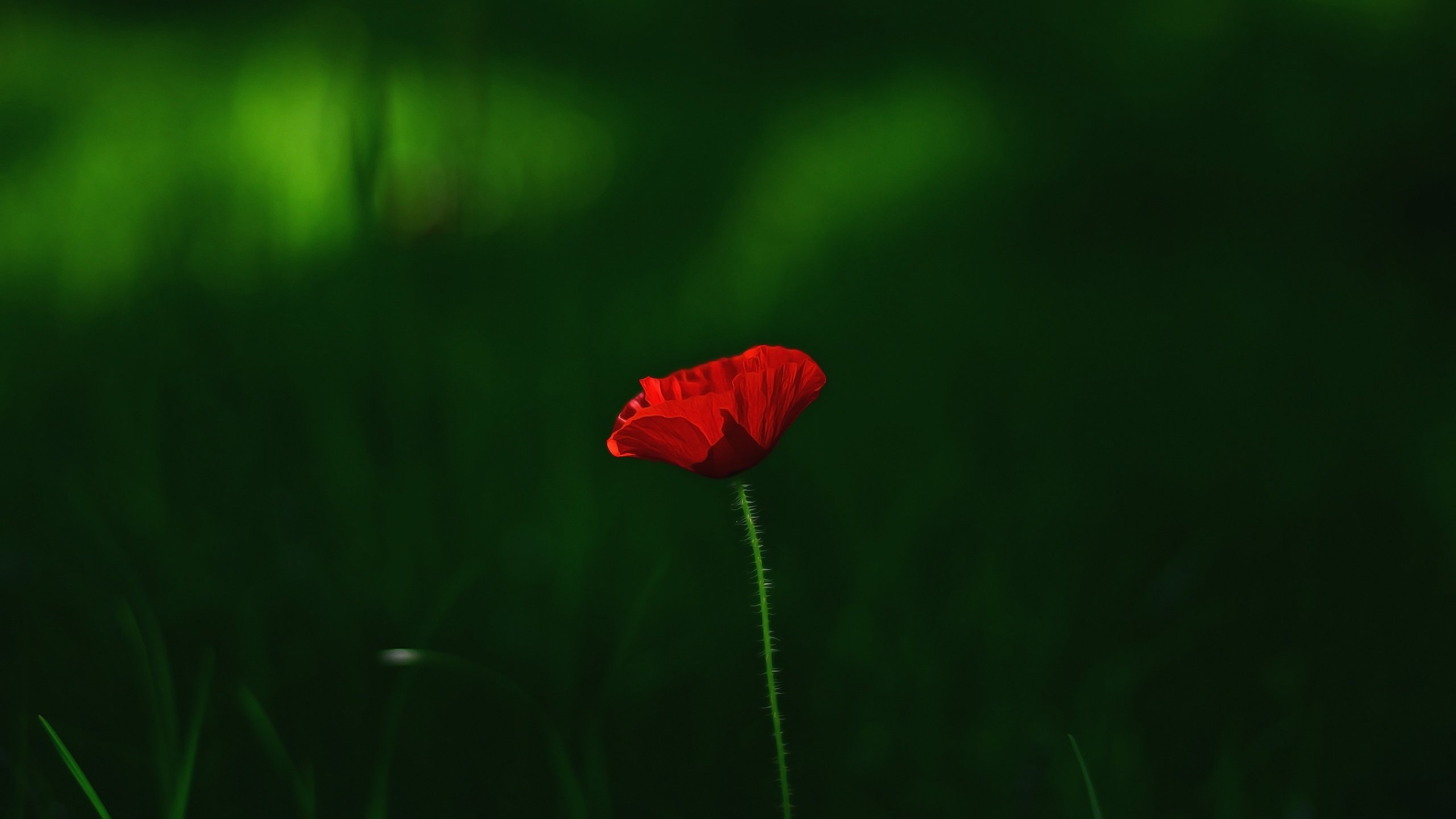 Обои трава, макро, цветок, красный, мак, grass, macro, flower, red, mac разрешение 3696x2448 Загрузить