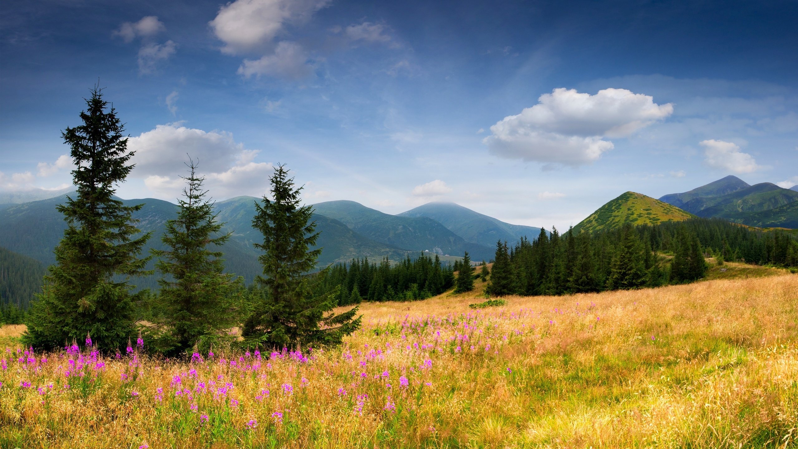 Обои небо, цветы, облака, деревья, горы, поле, ели, the sky, flowers, clouds, trees, mountains, field, ate разрешение 2560x1600 Загрузить