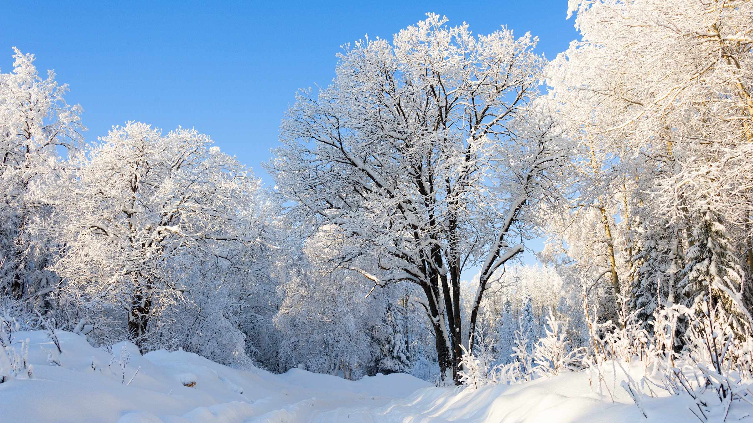 Обои природа, лес, зима, парк, россия, урал, nature, forest, winter, park, russia, ural разрешение 2560x1600 Загрузить