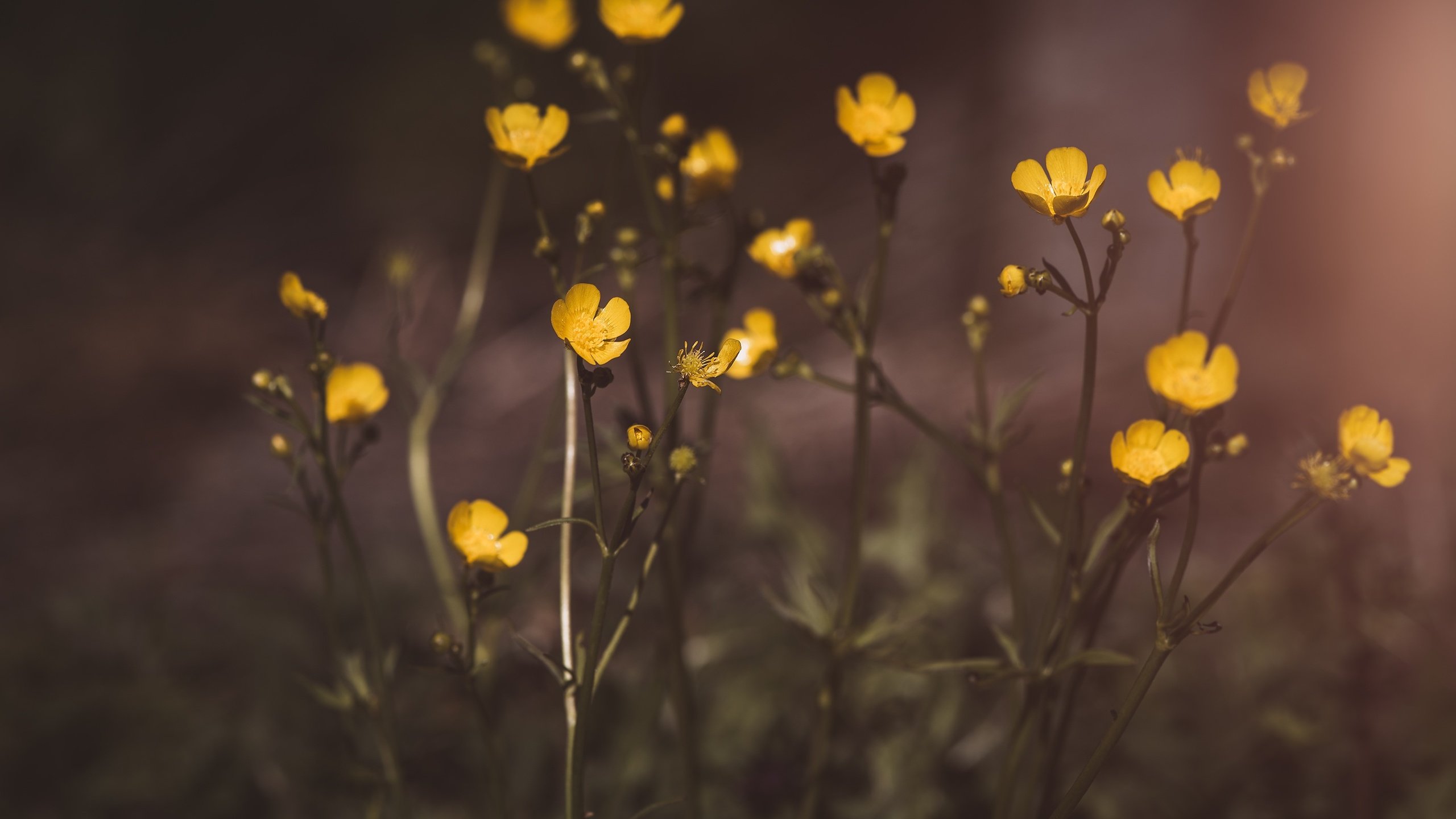 Обои цветы, растения, размытие, лютики, желтые цветы, flowers, plants, blur, buttercups, yellow flowers разрешение 3000x2003 Загрузить