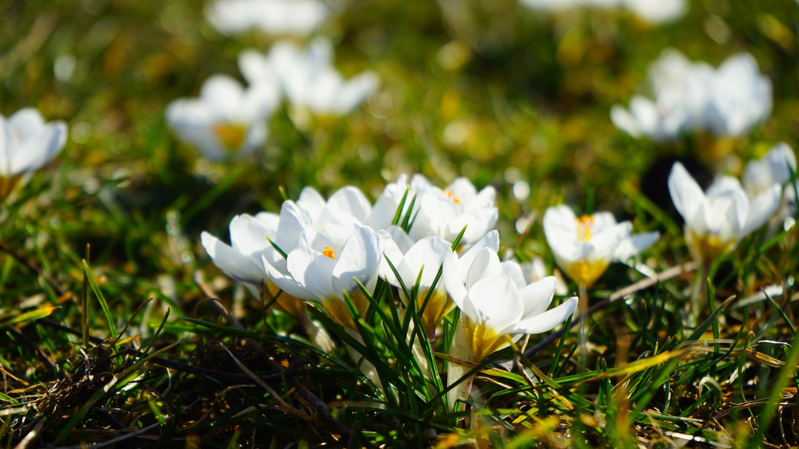 Обои цветы, трава, весна, крокусы, flowers, grass, spring, crocuses разрешение 3840x2400 Загрузить