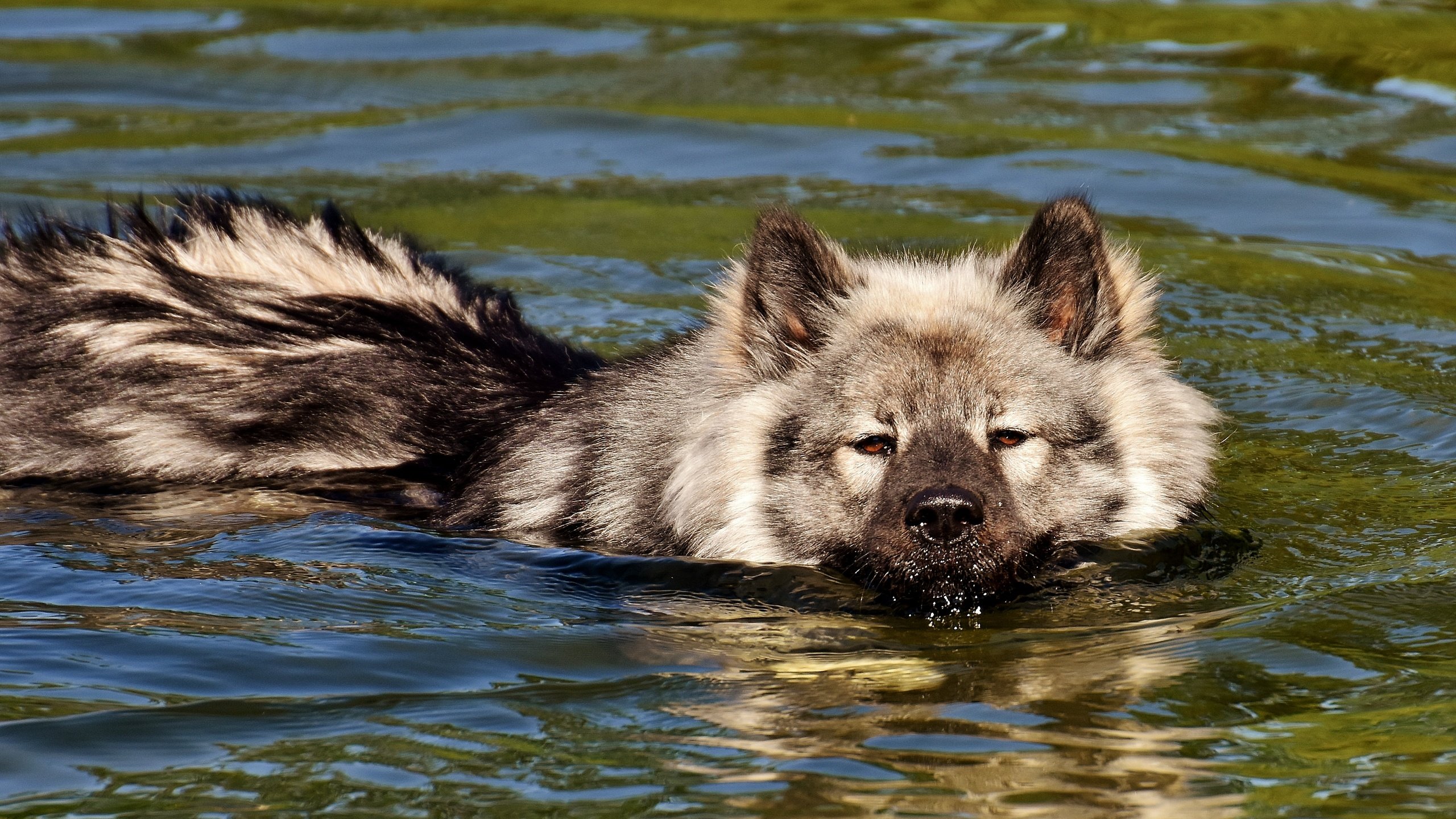 Обои мордочка, взгляд, собака, плывет, в воде, финский лаппхунд, muzzle, look, dog, floats, in the water, finnish lapphund разрешение 4268x2669 Загрузить