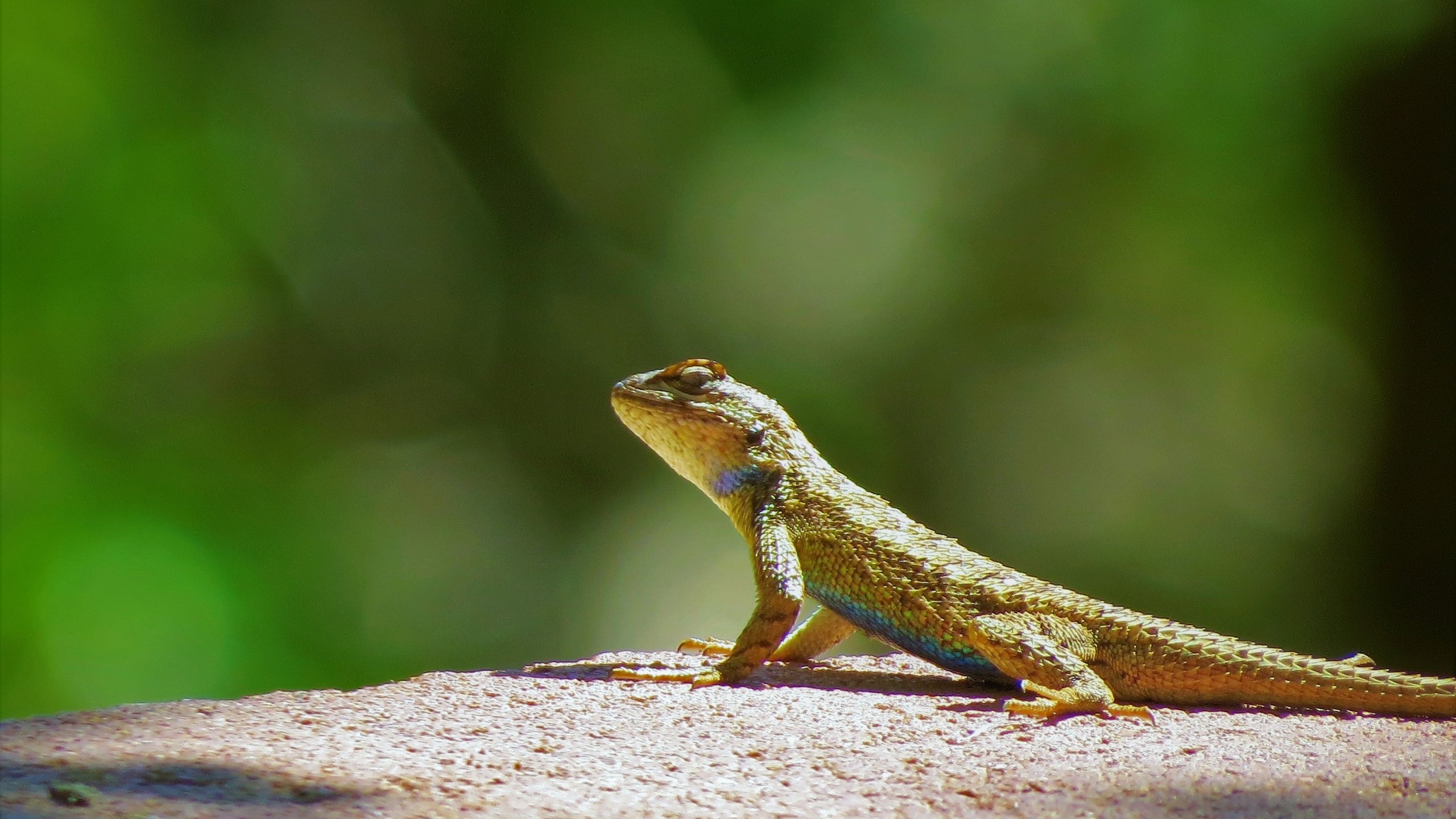 Обои ящерица, зеленый фон, рептилия, пресмыкающиеся, lizard, green background, reptile, reptiles разрешение 4000x3000 Загрузить