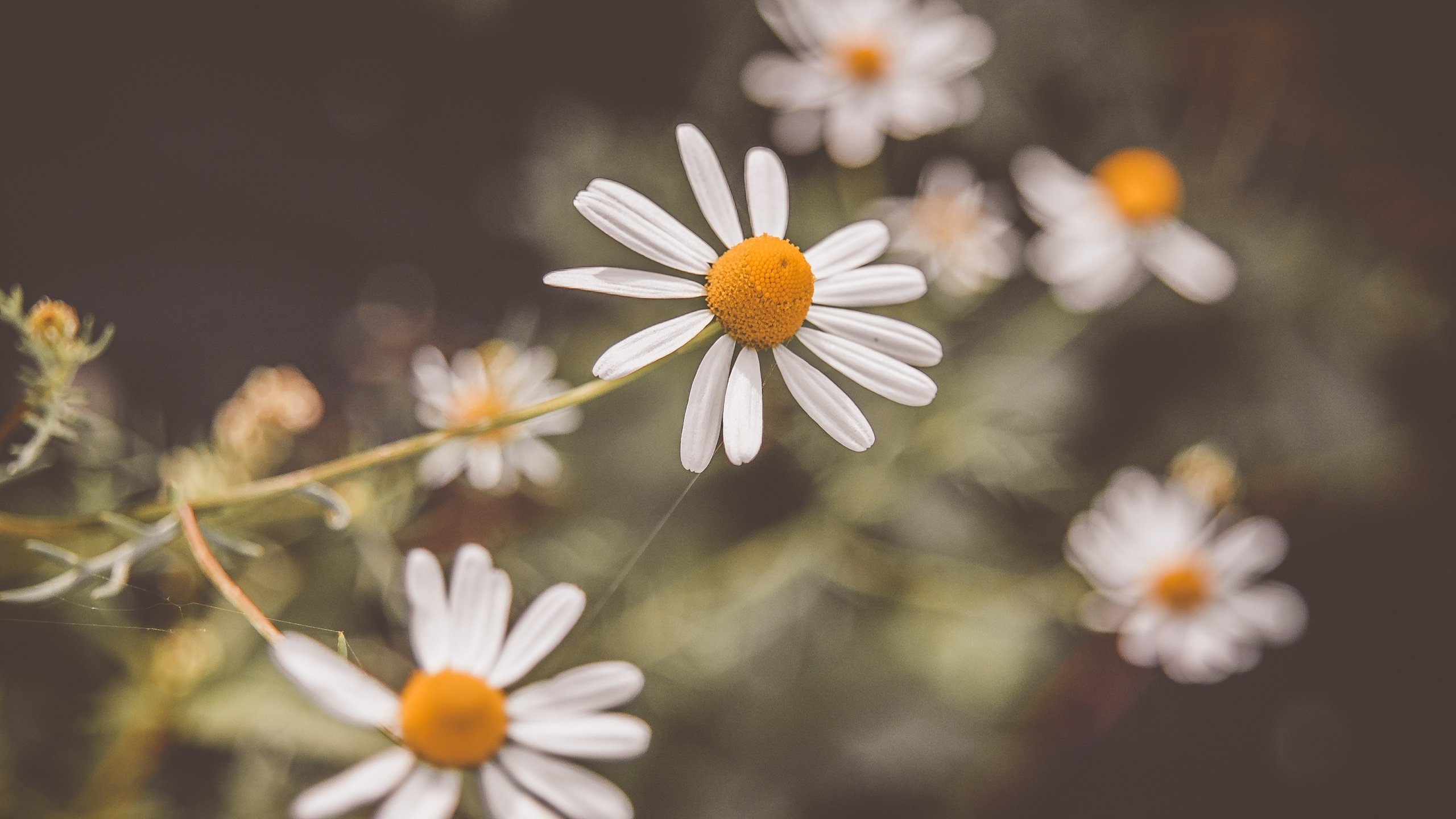 Обои цветы, лепестки, размытость, ромашки, белые, белые цветы, flowers, petals, blur, chamomile, white, white flowers разрешение 3008x2000 Загрузить