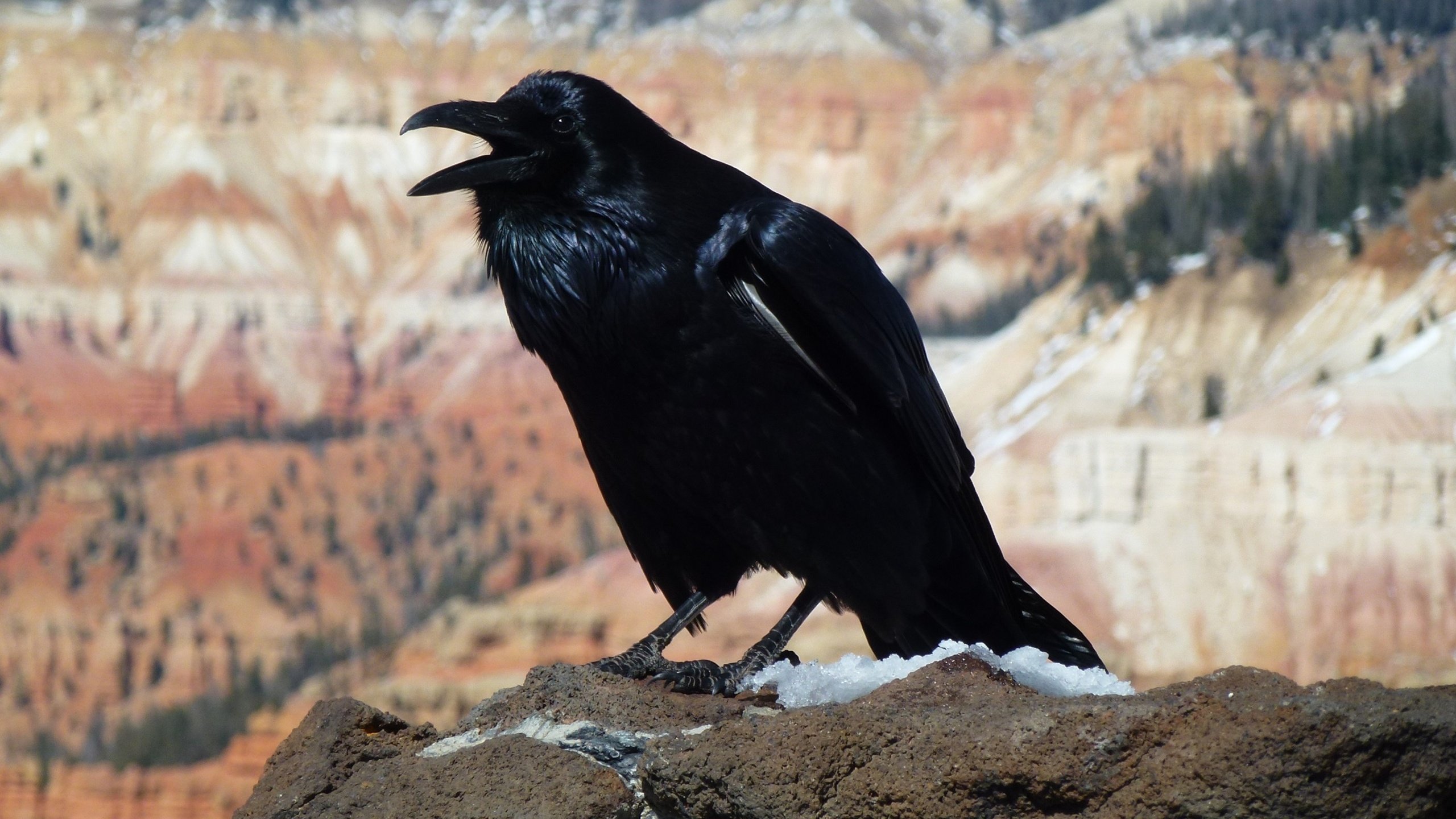 Обои птица, клюв, перья, черная, ворон, ворона, bird, beak, feathers, black, raven, crow разрешение 3840x2160 Загрузить